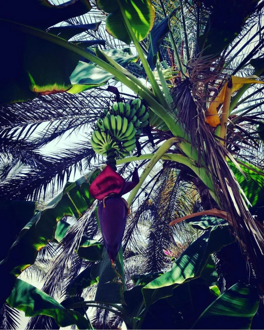 TUI MAGIC LIFE Kalawy