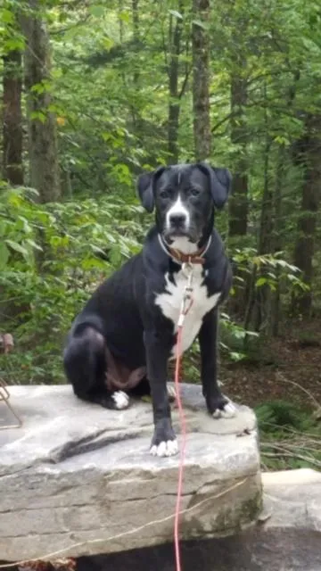 Pets in Roscoe Cabin Pet friendly