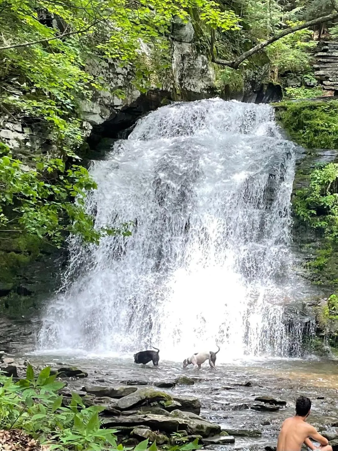 Roscoe Cabin Pet friendly