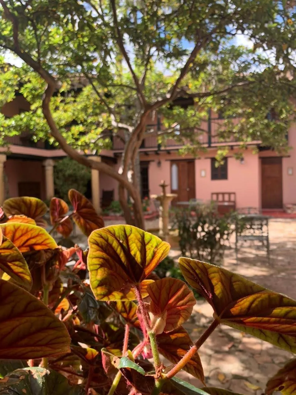 Garden in Hotel Plazuela de San Agustín - PSA Hotel