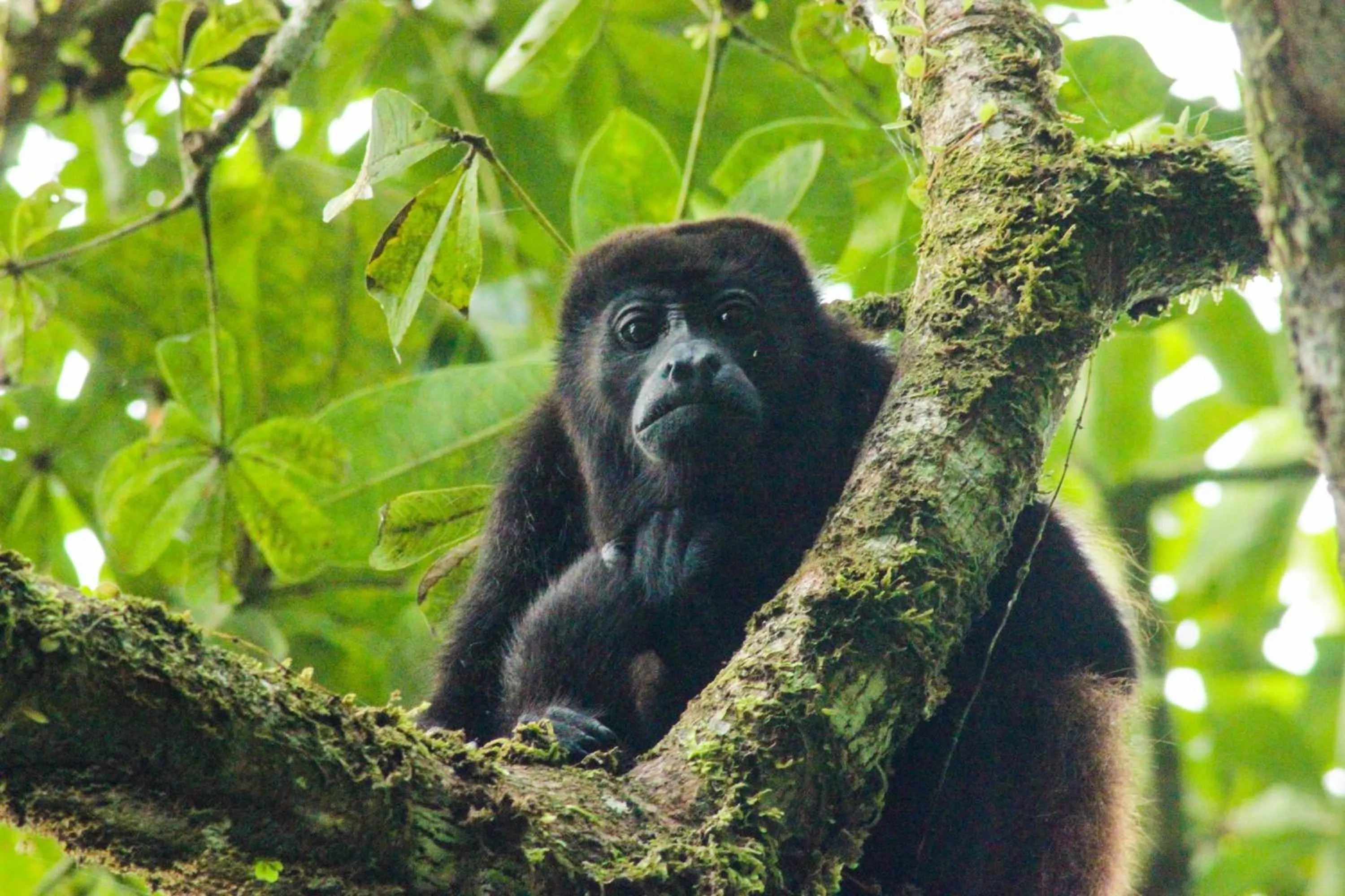 Animals in Cabinas Tortuguero