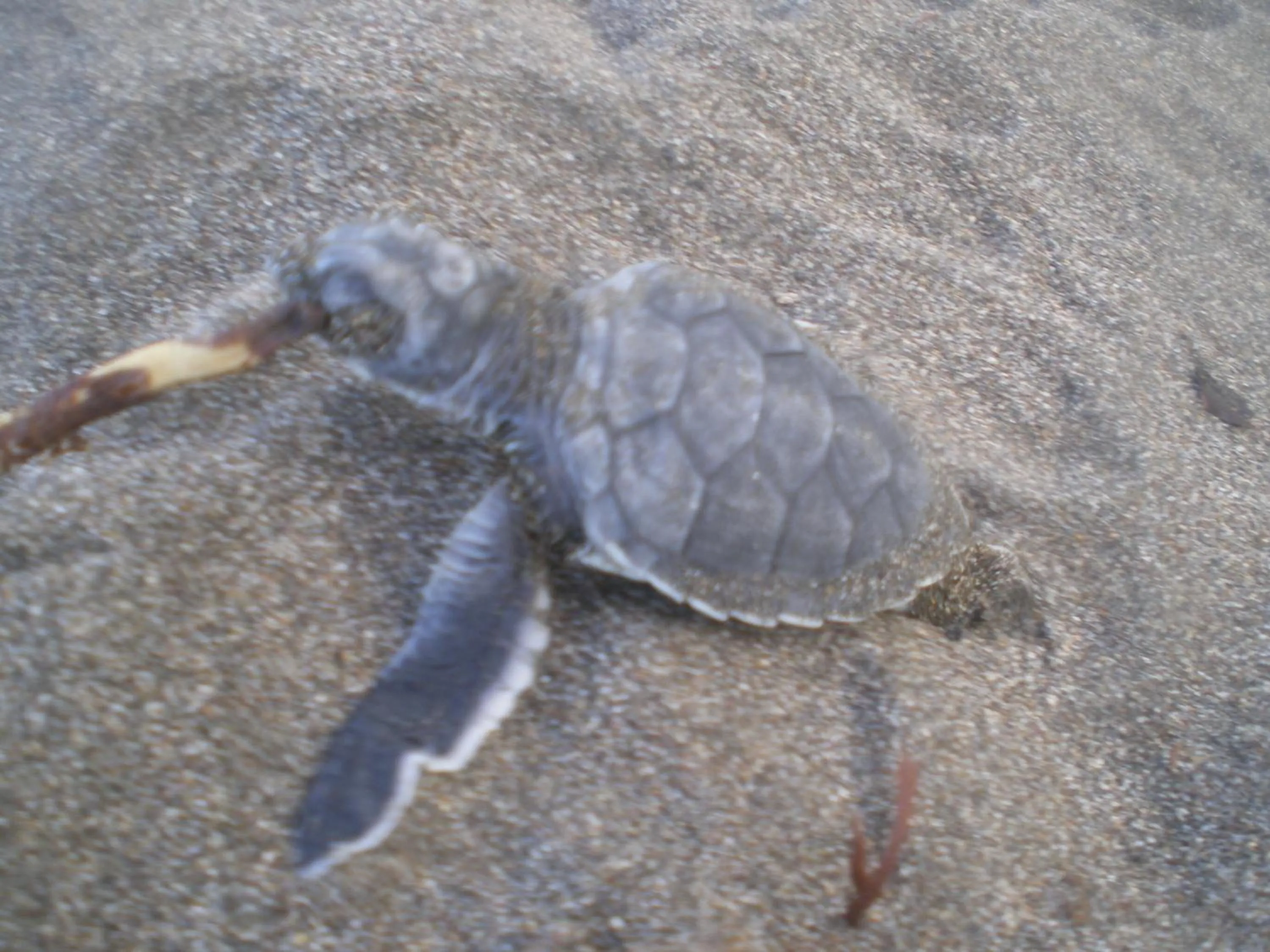 Animals in Cabinas Tortuguero