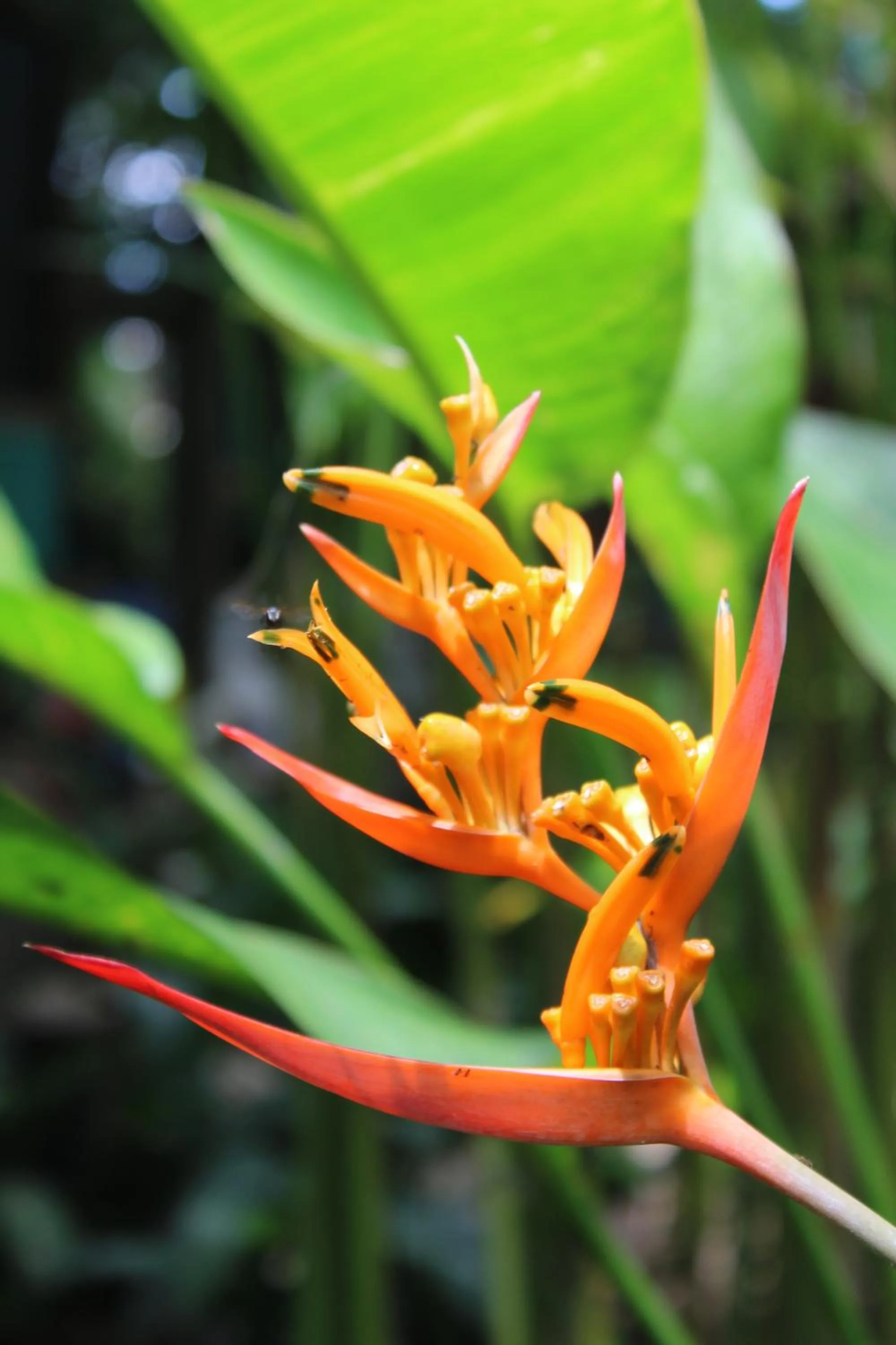Garden in Cabinas Tortuguero