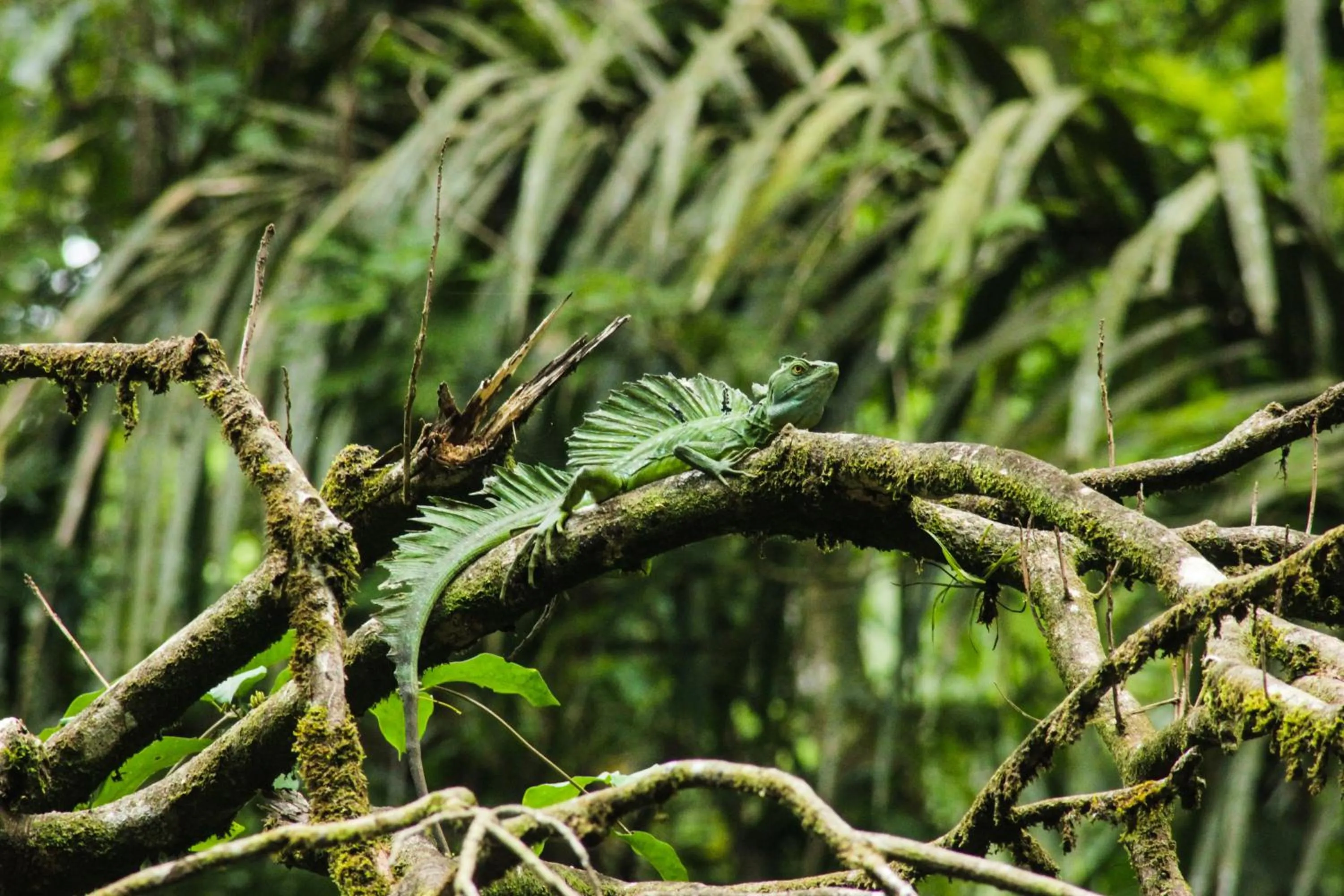 Animals in Cabinas Tortuguero