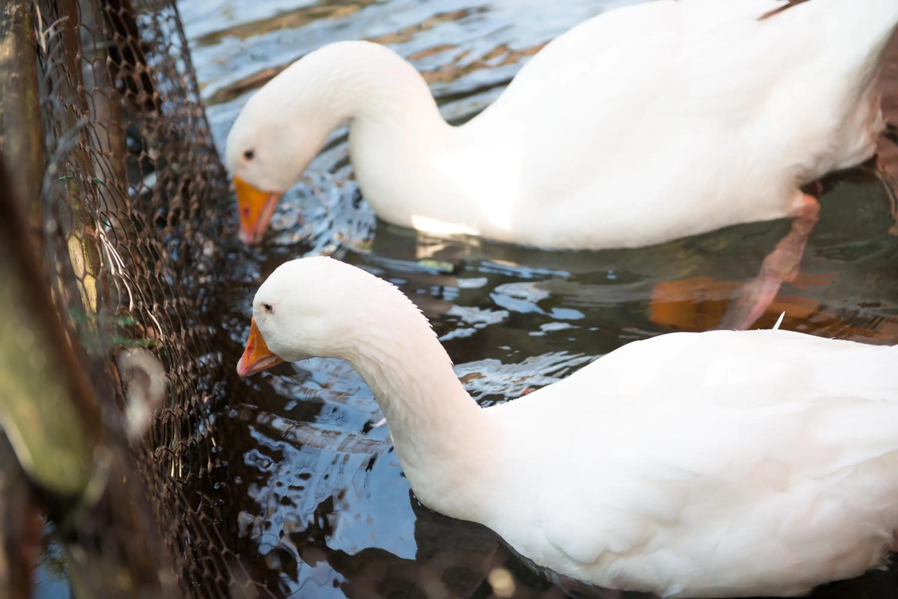 Pets in Monet Garden Coffee Farm