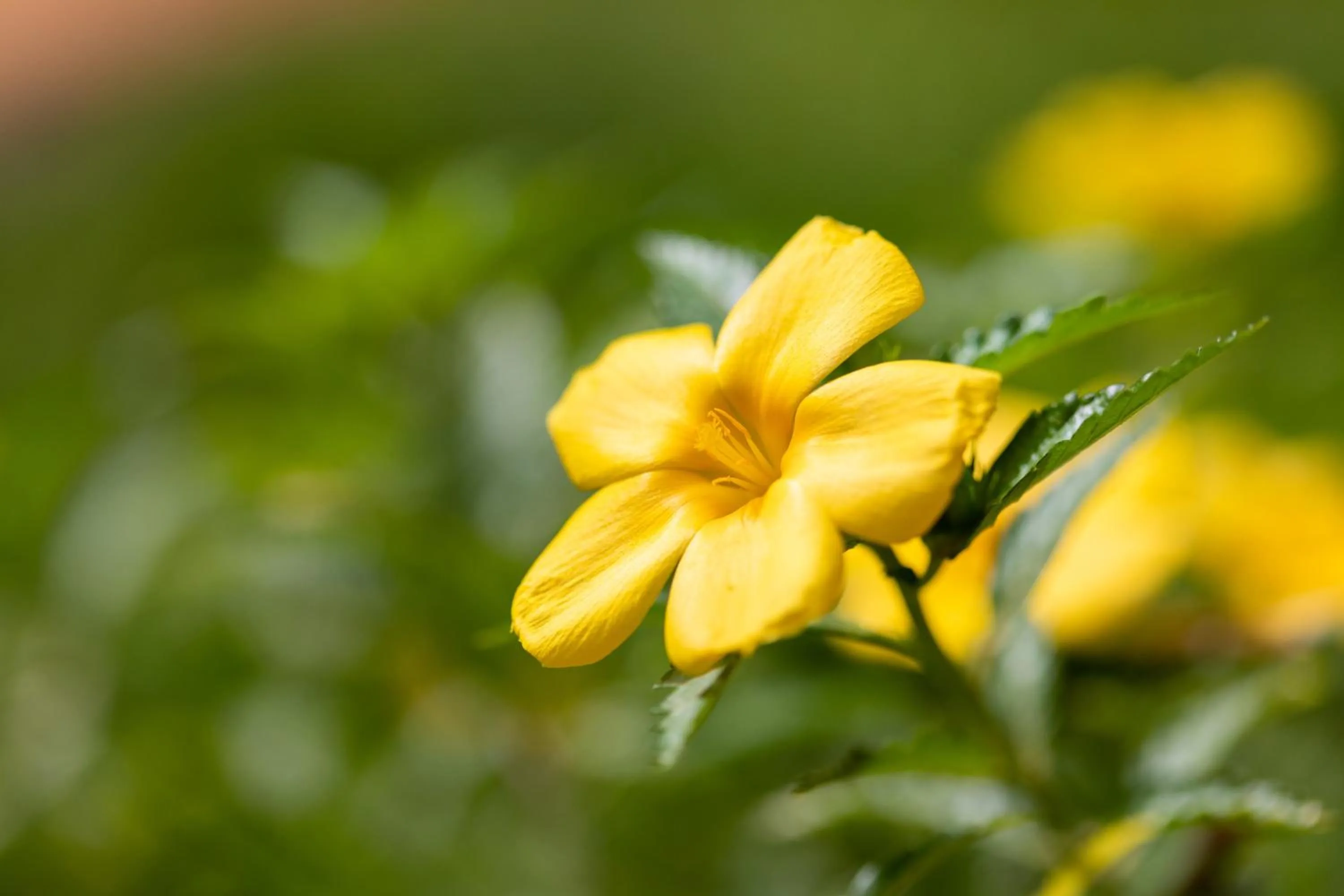 Garden in Residencial El Llano