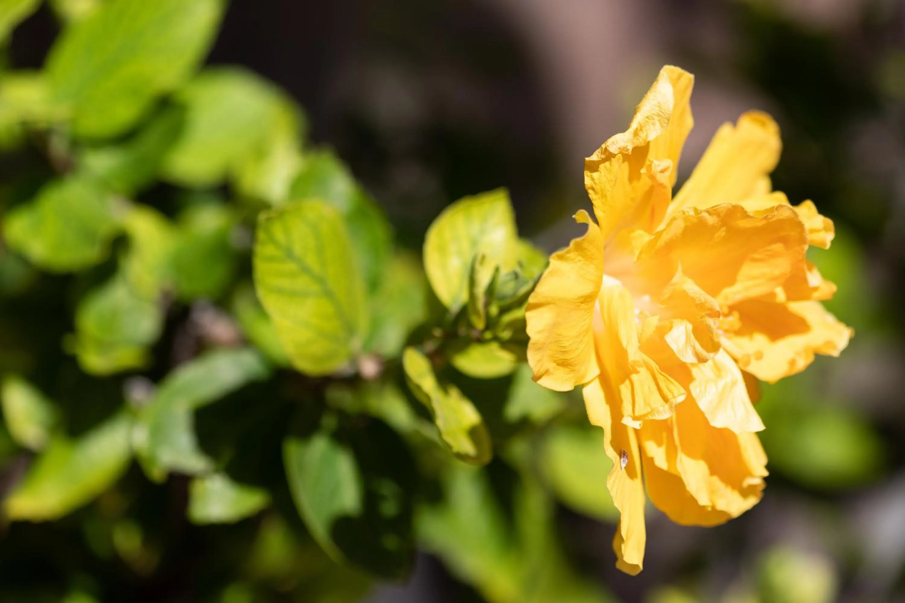 Garden in Residencial El Llano