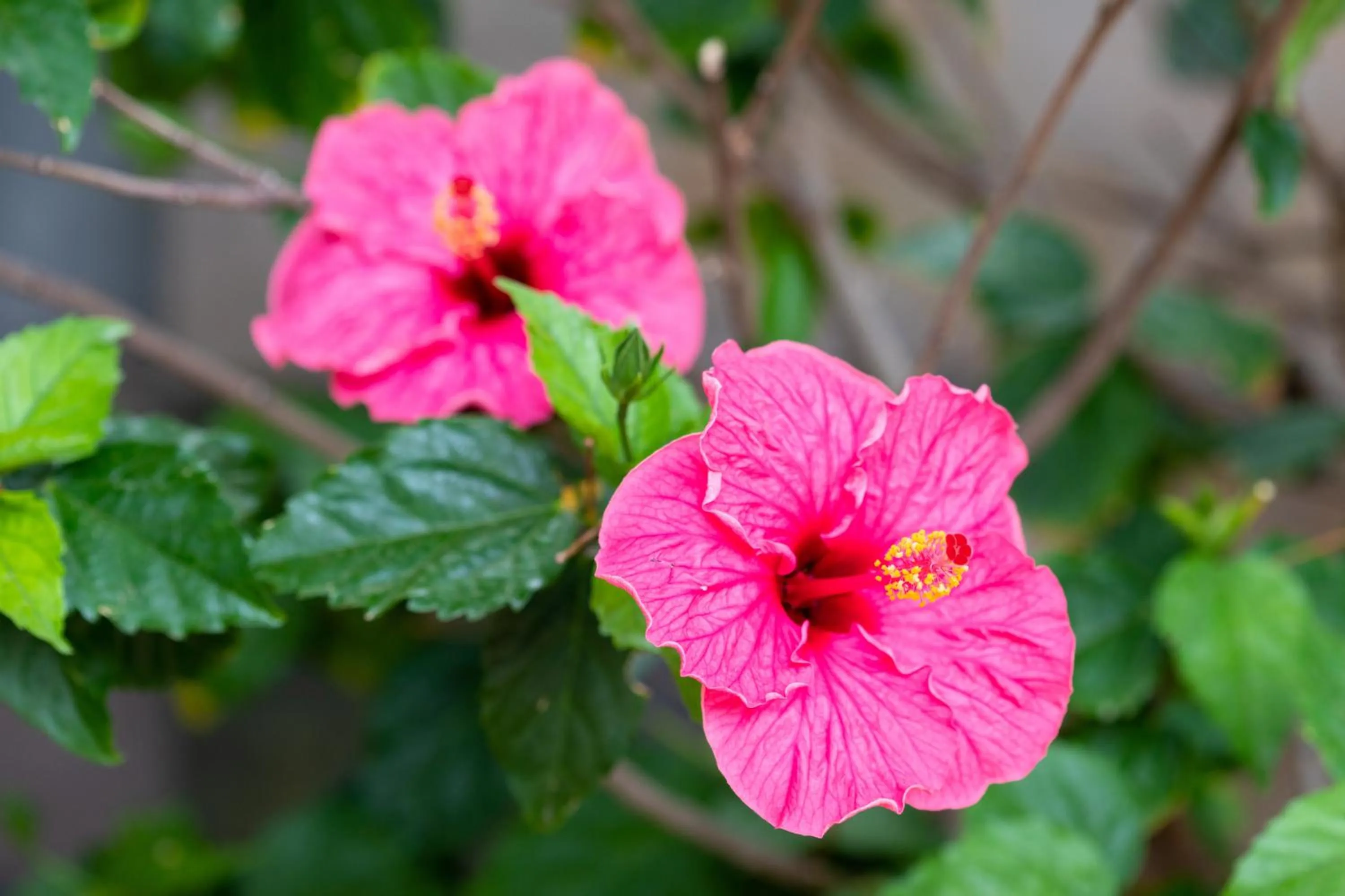 Garden in Residencial El Llano