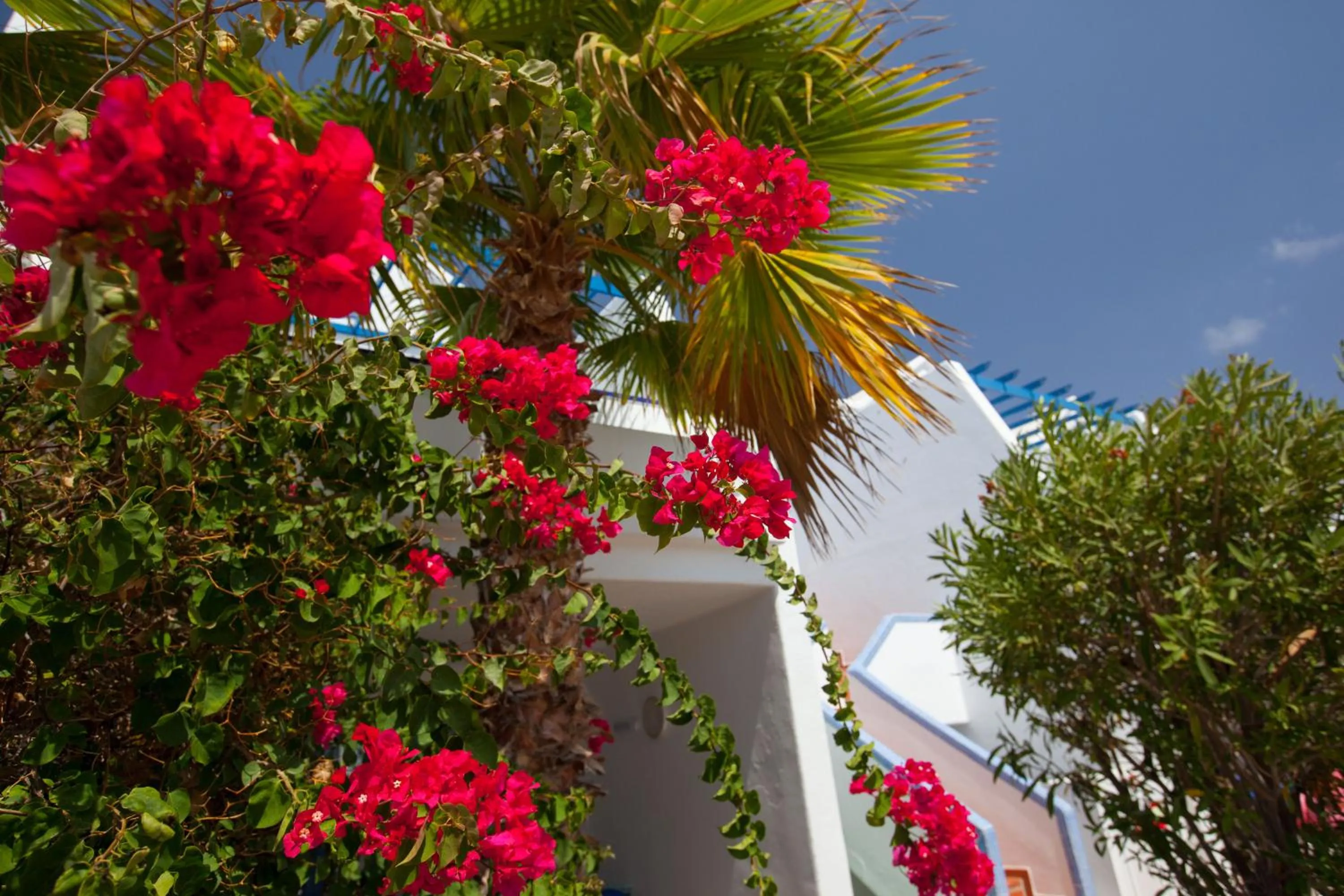 Garden in Grupotel Cinco Plazas