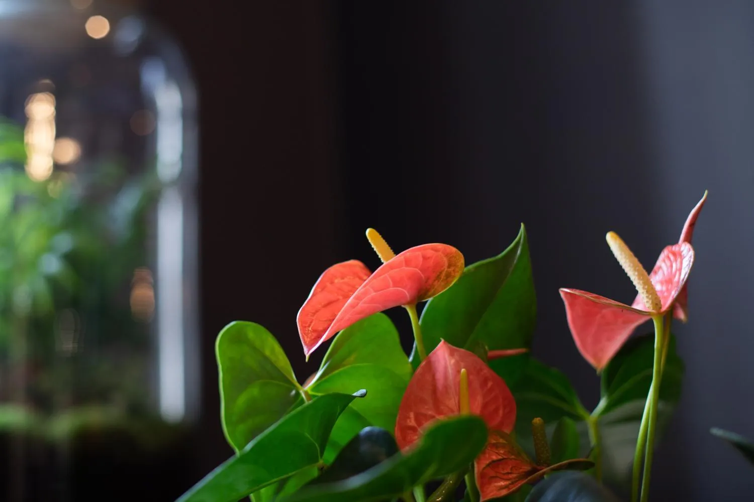 Living room in Maison Tillot