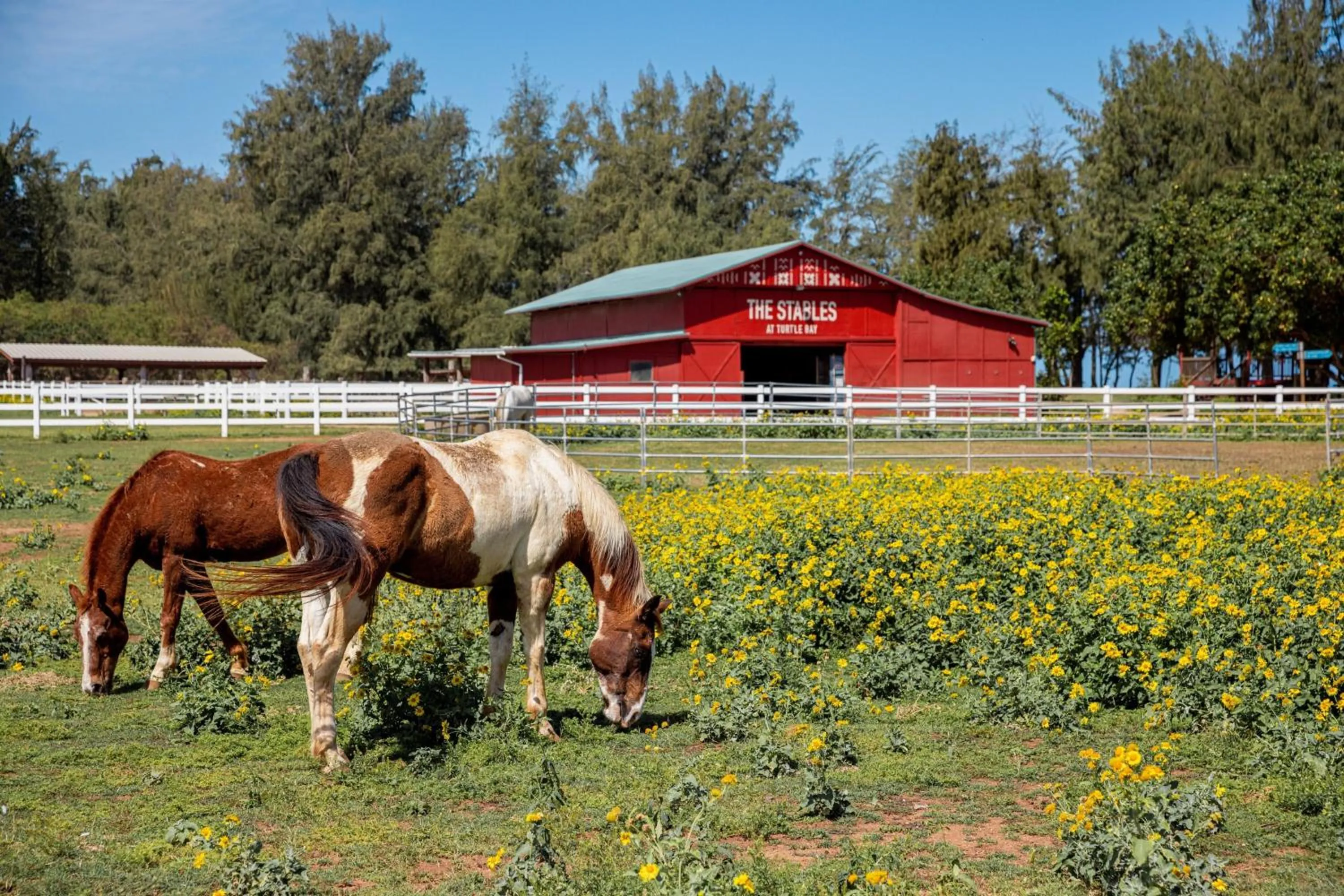 Other in The Ritz-Carlton O'ahu, Turtle Bay