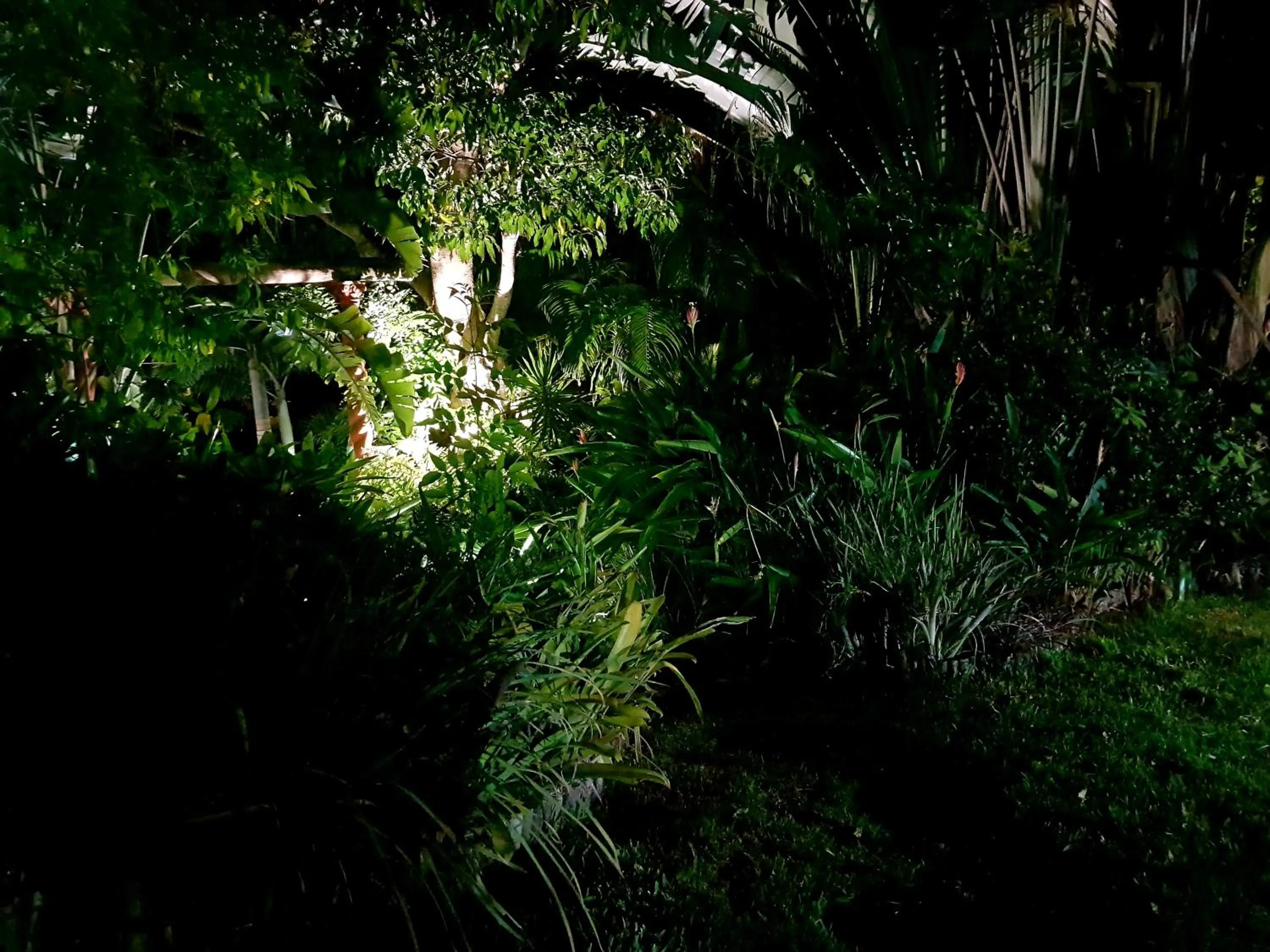 Garden in Santa Lucia Guest House