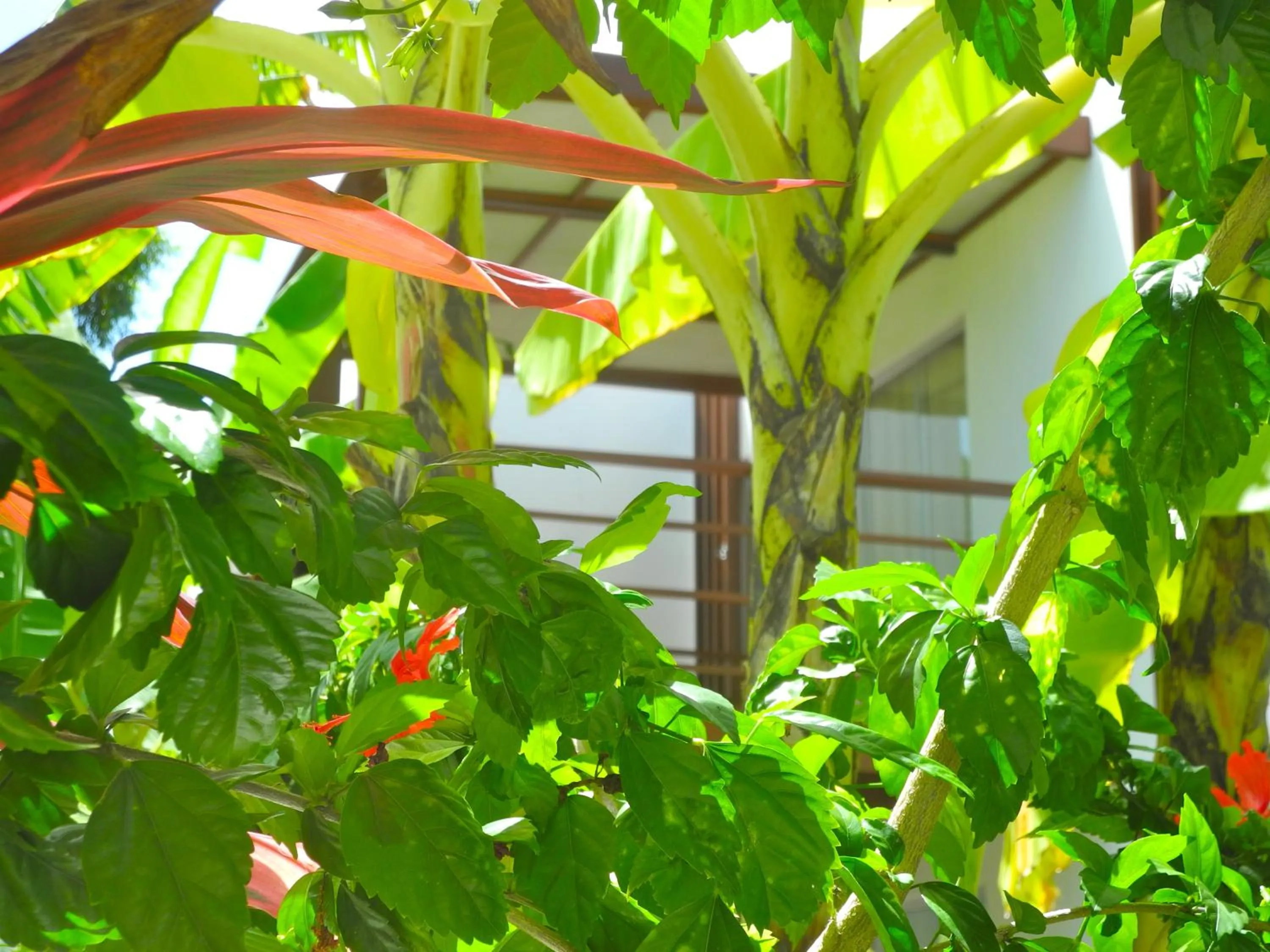 Garden in La Reserve Design Villa IDA