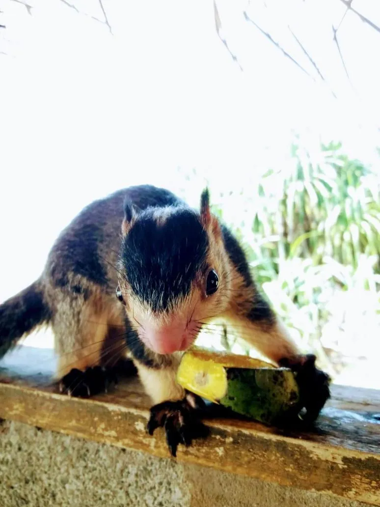 Malika's Yellow House