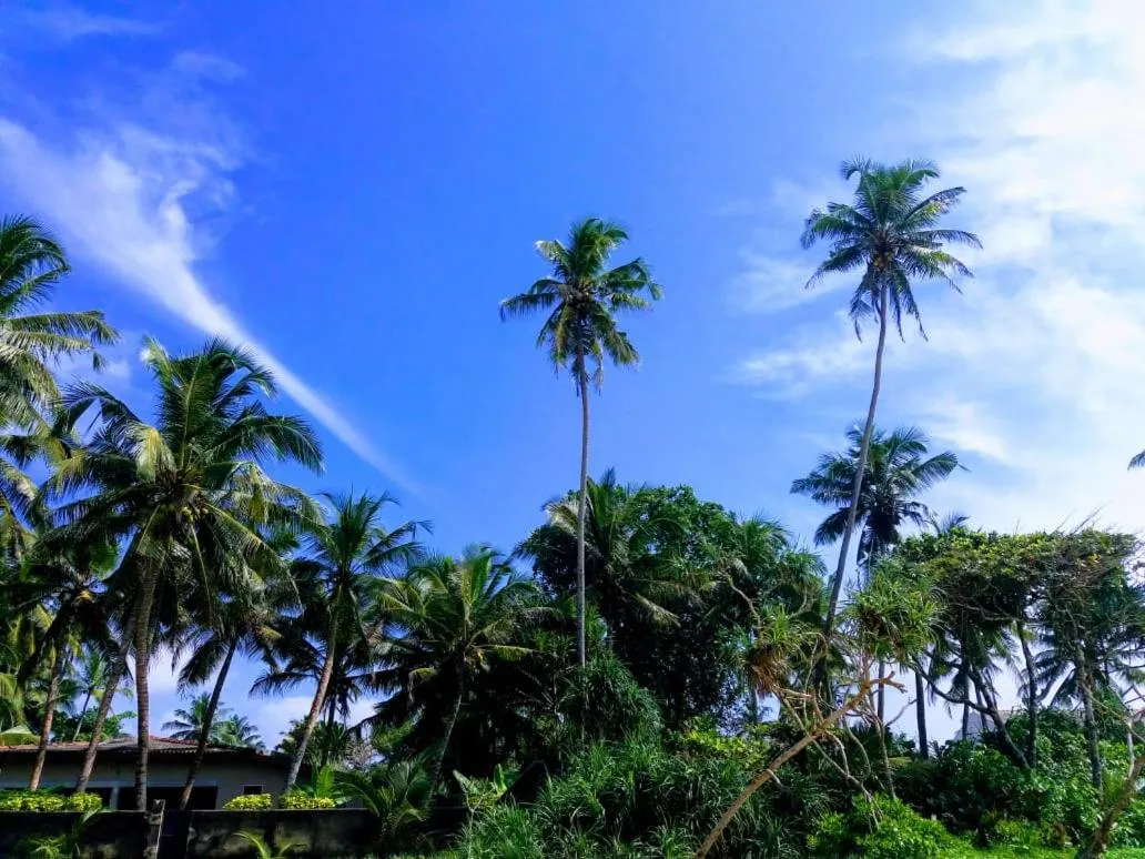 Malika's Yellow House