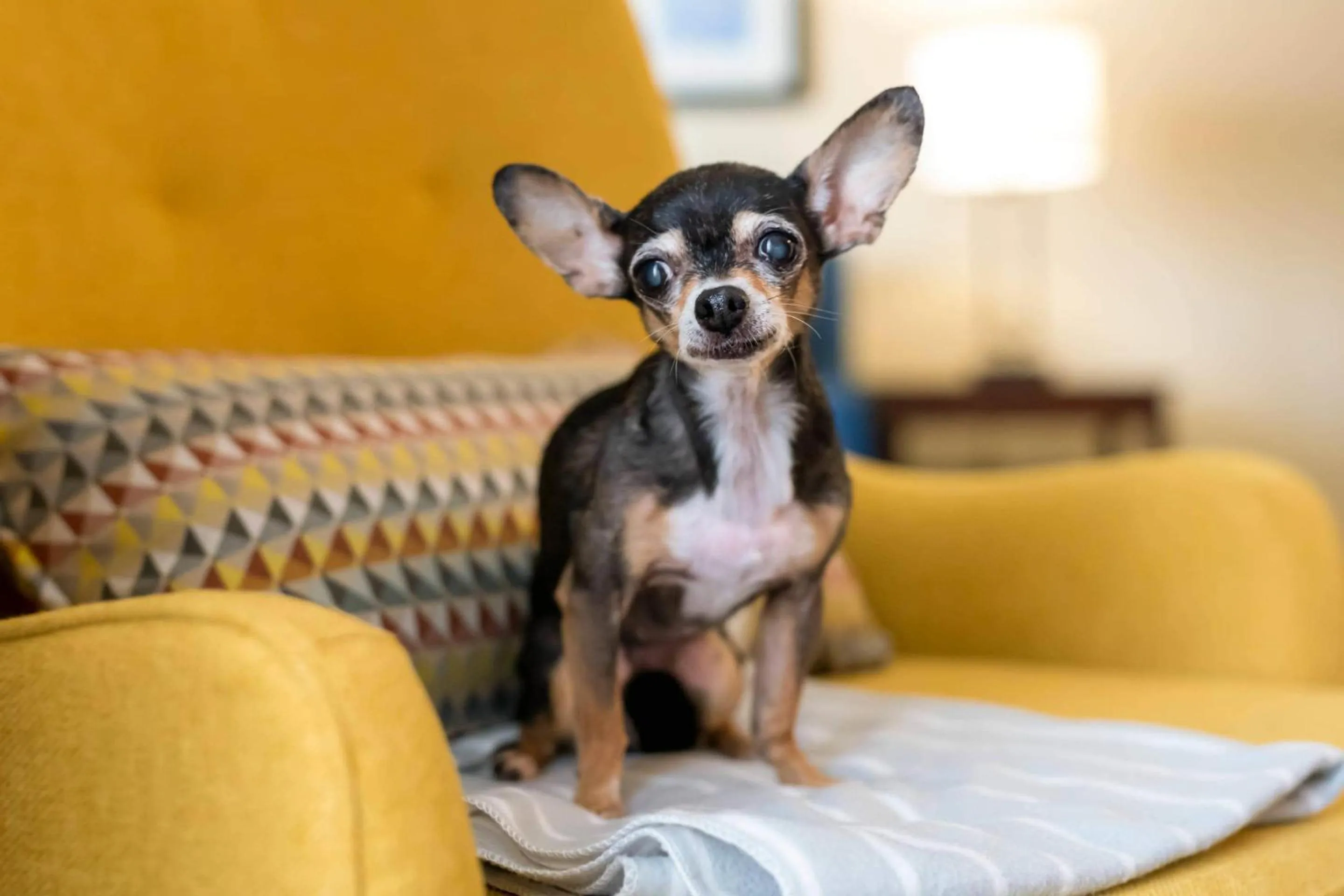 Other in Comfort Suites Near Universal Orlando Resort