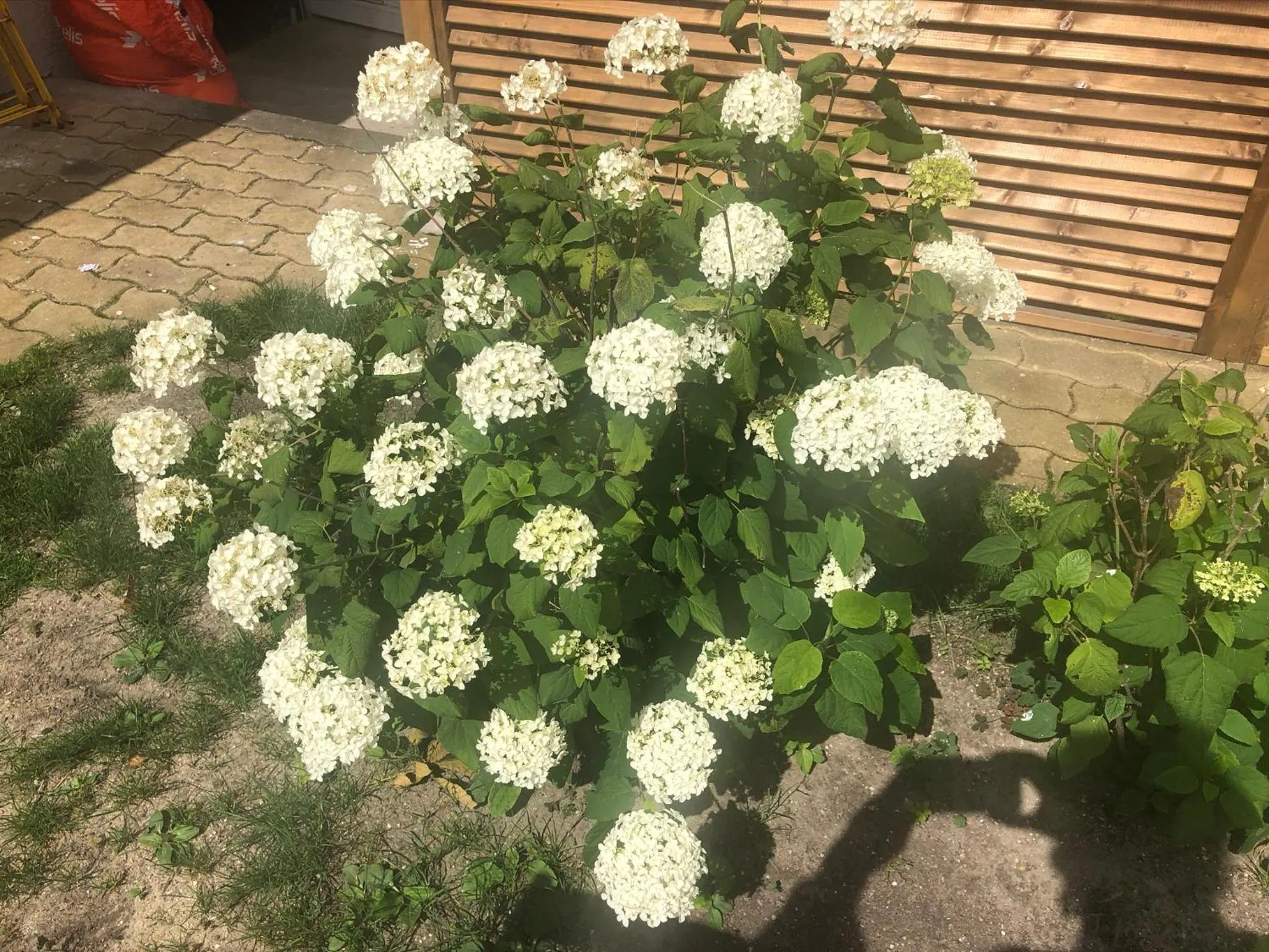 Garden view in Hotel Les Embruns