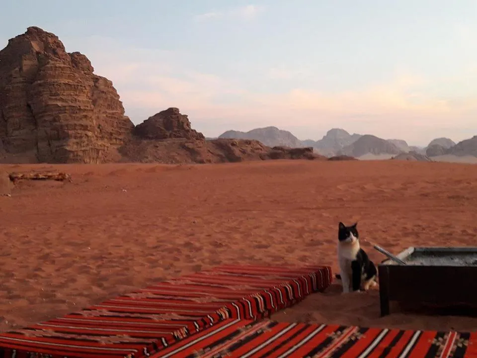 Animals in WadiRum Mobile Camp