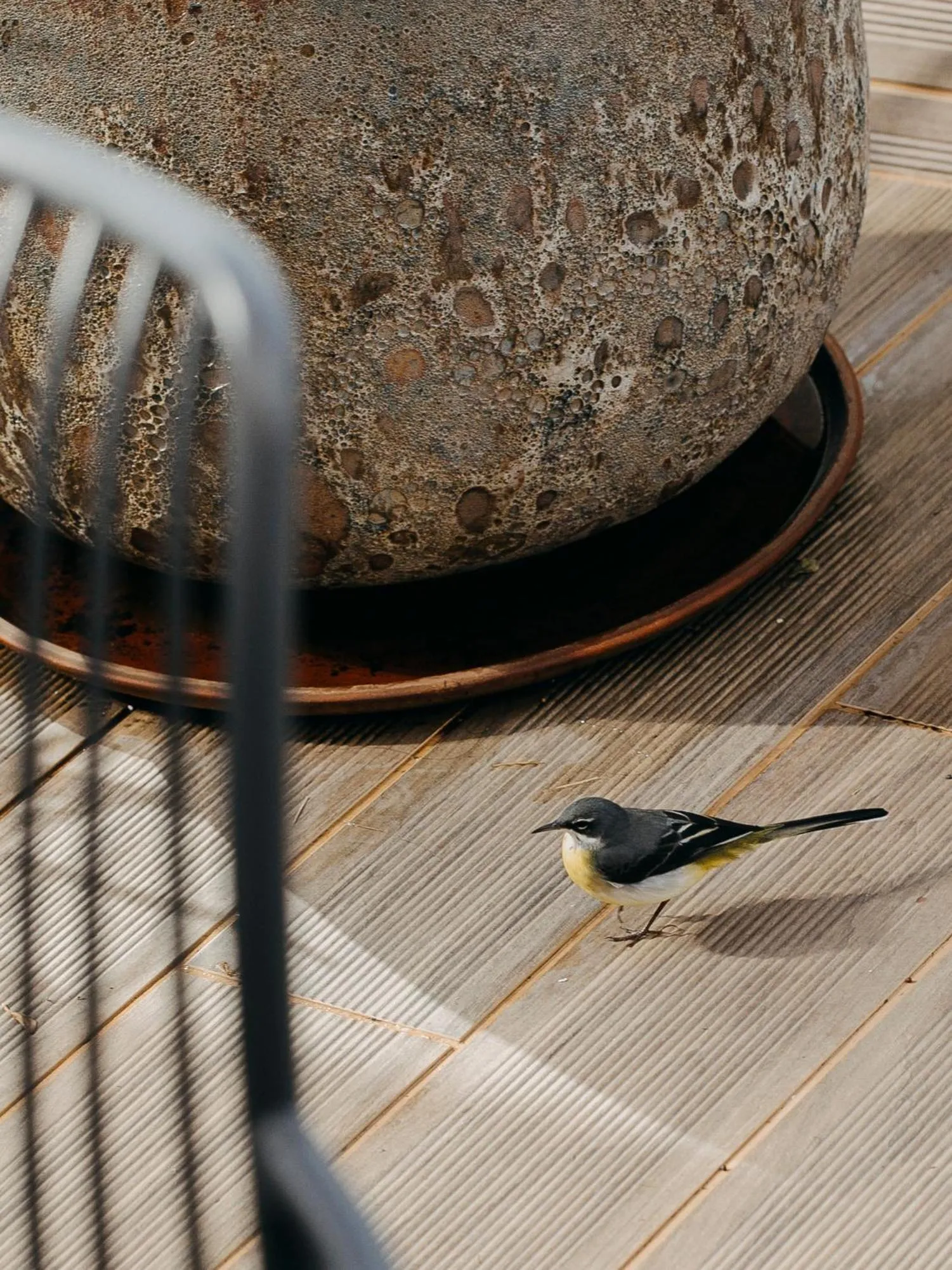 Animals in Three House Hotel