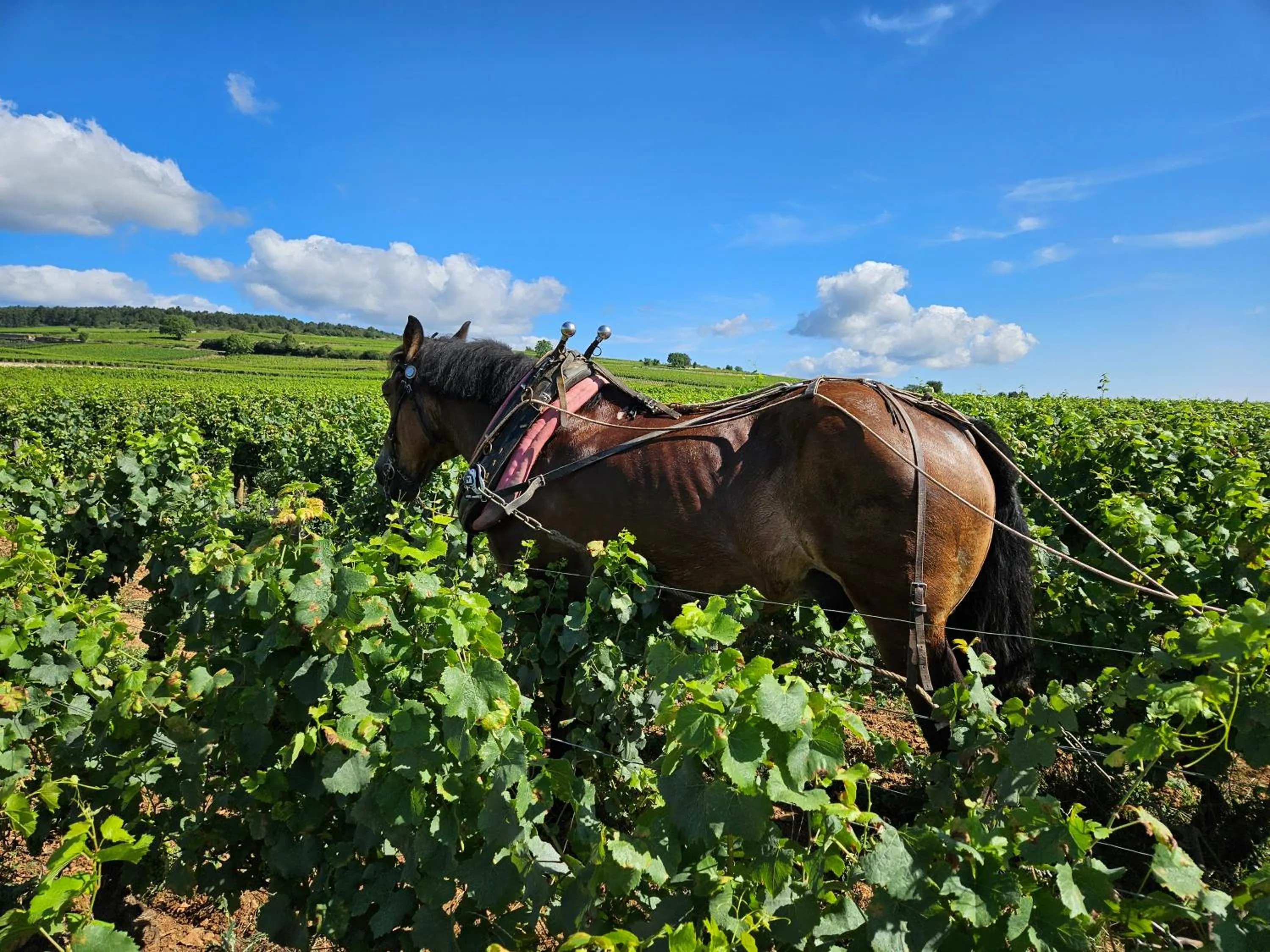 Natural landscape in La Terre d'Or