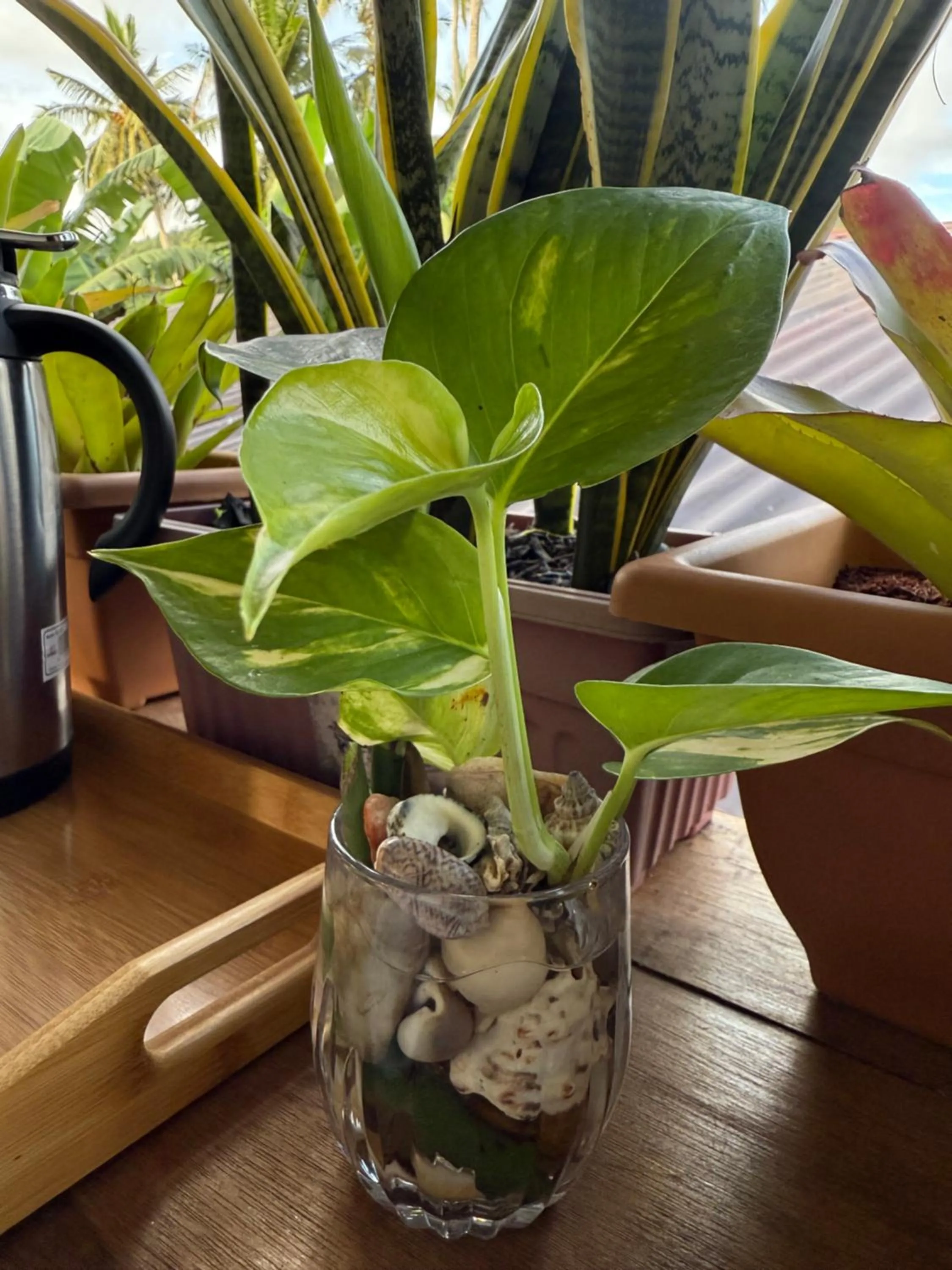 Zhaya's Beach & Cottages