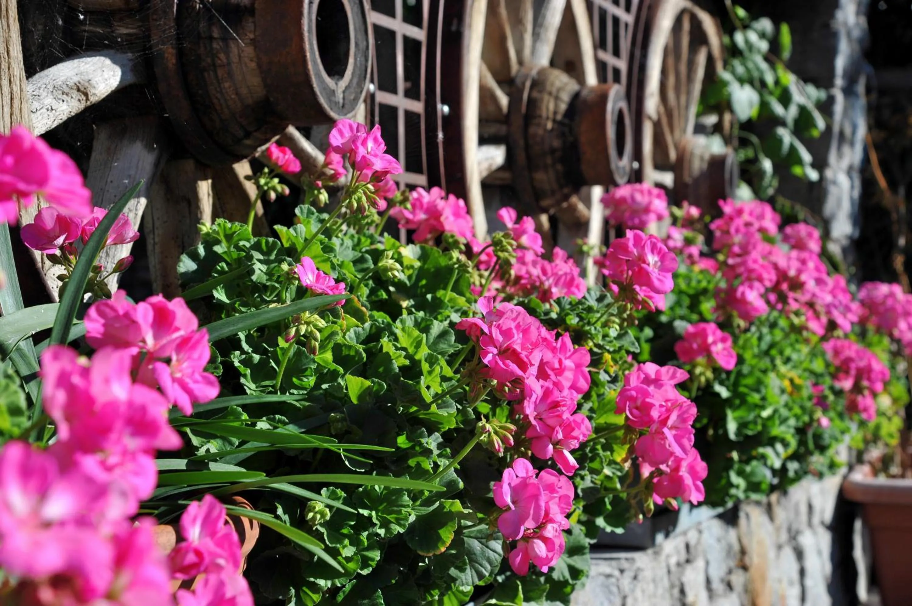 Garden in Gasthof Stern