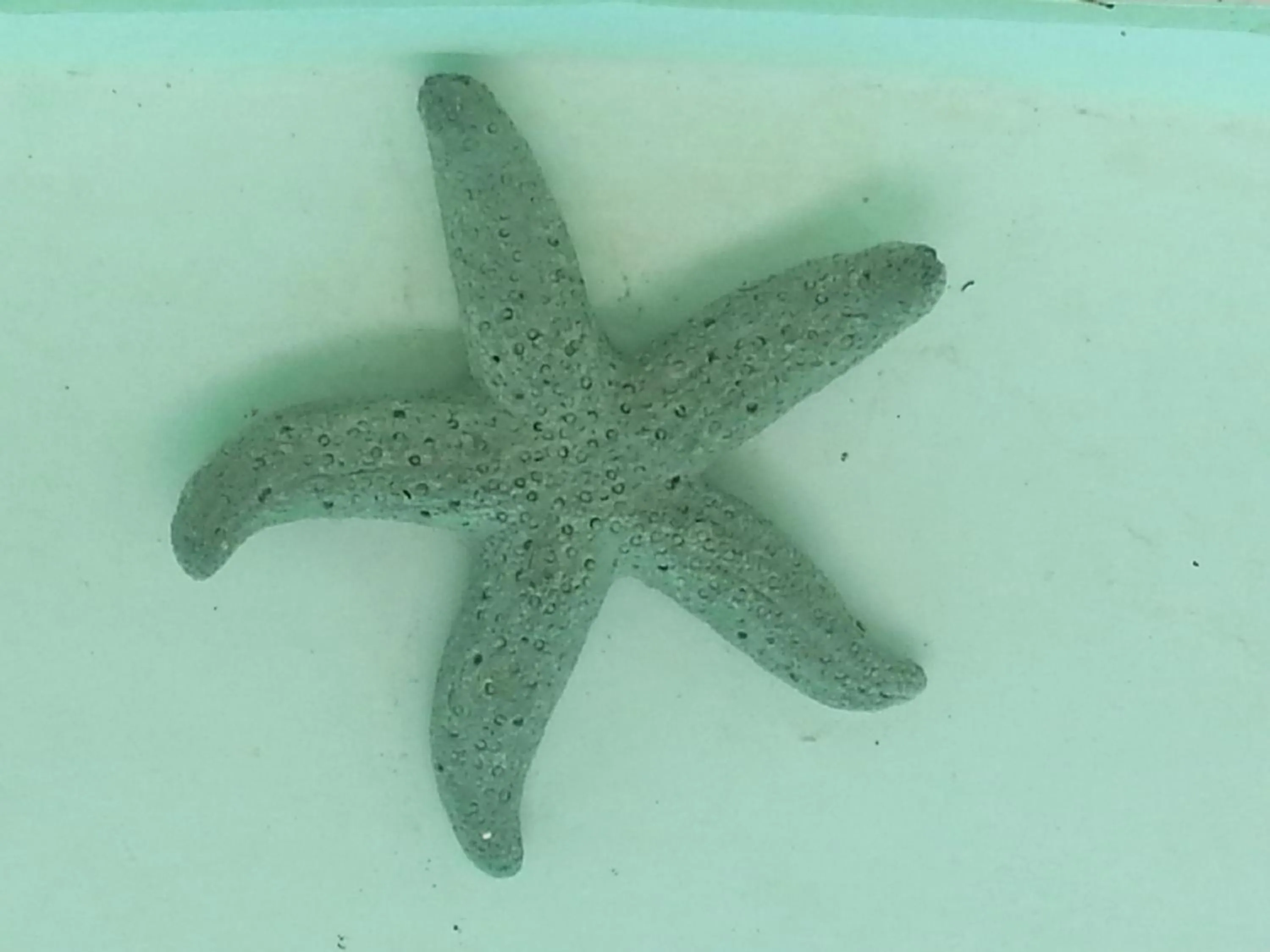 Decorative detail in Club Cocomo