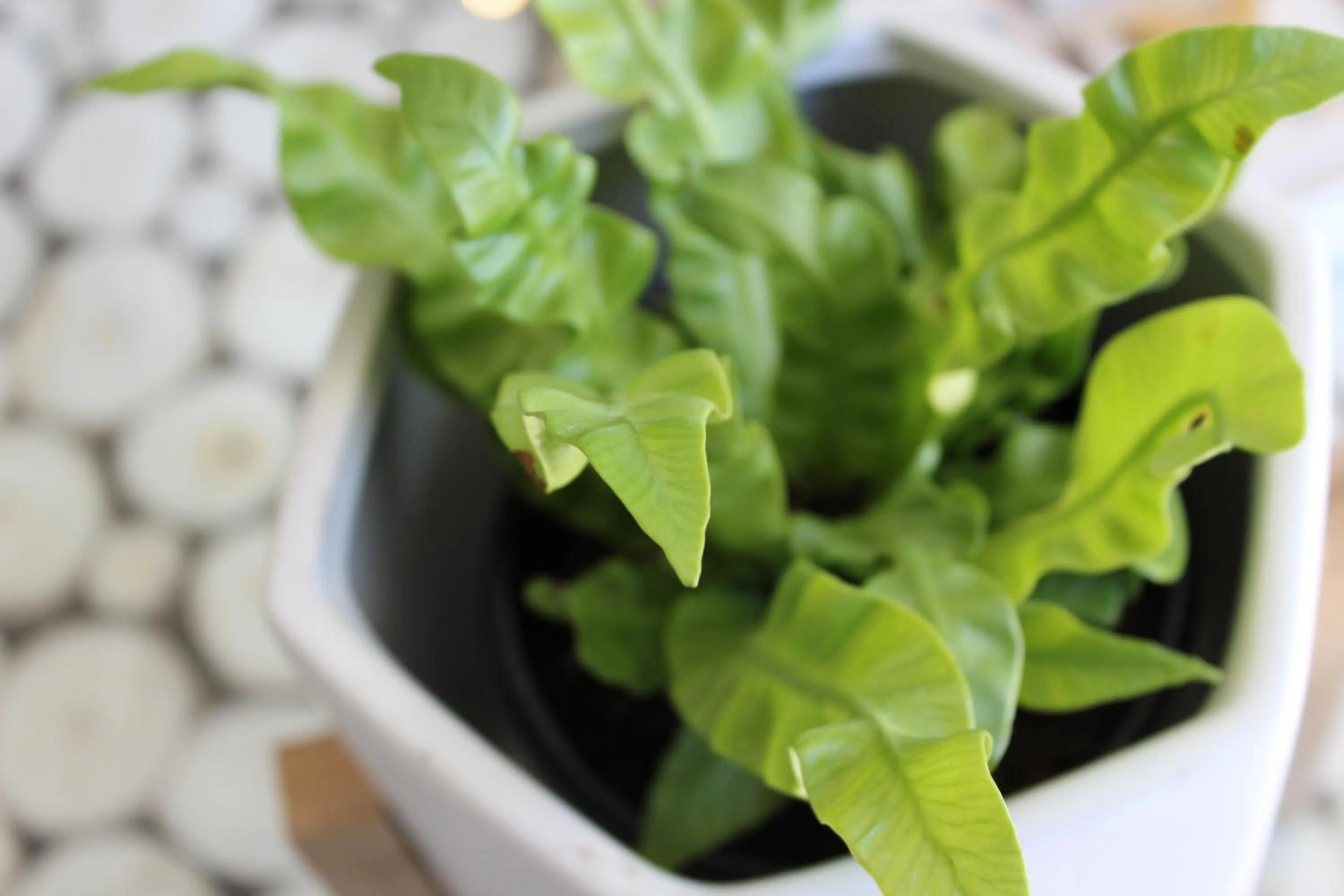 Decorative detail in Club Cocomo