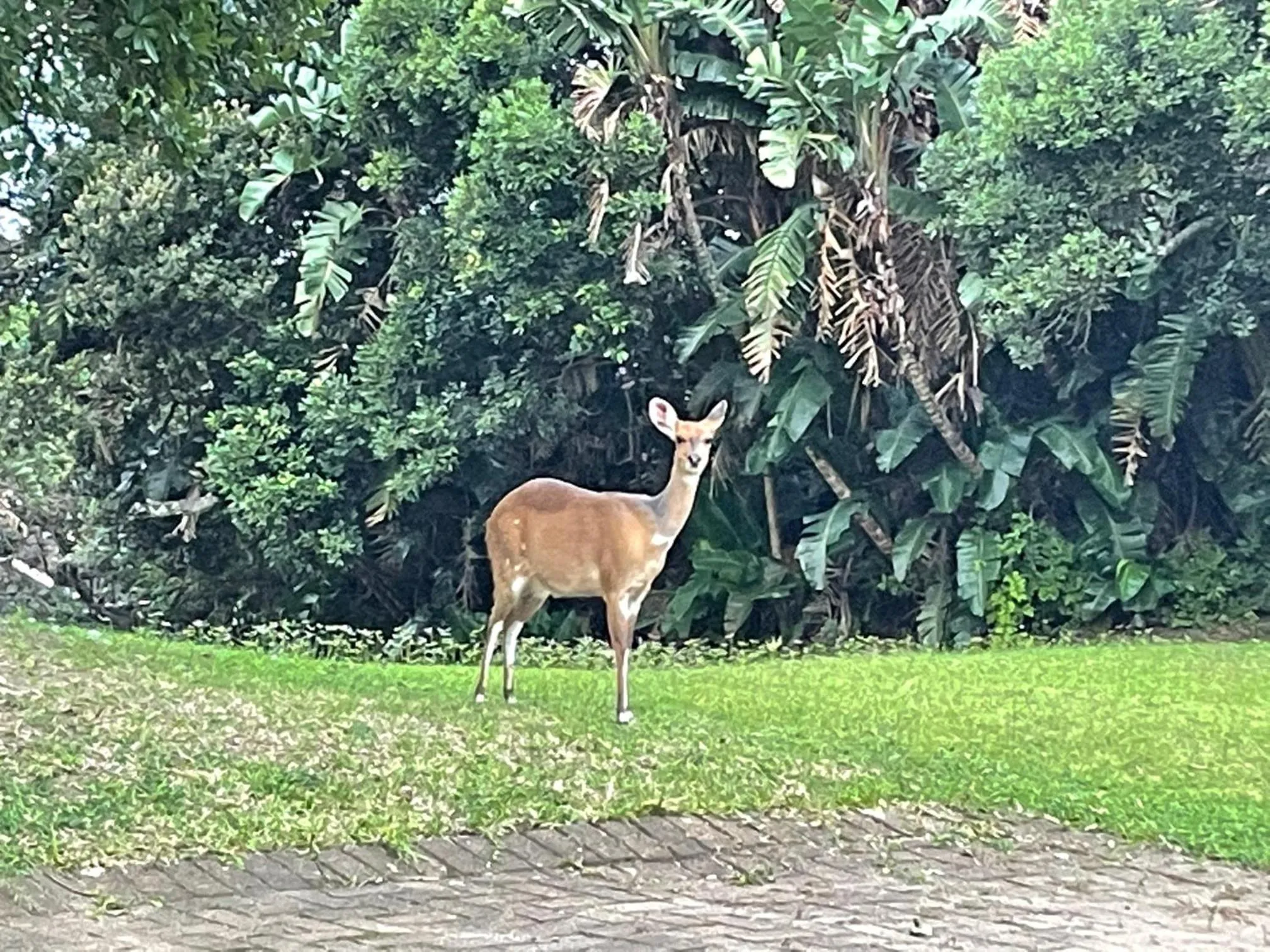 Garden in Albatross Guesthouse