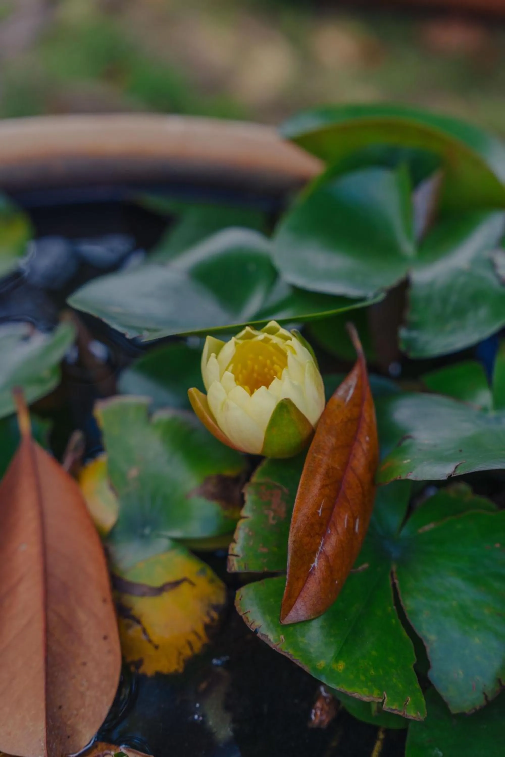 Day in Madeira Surf Lodge