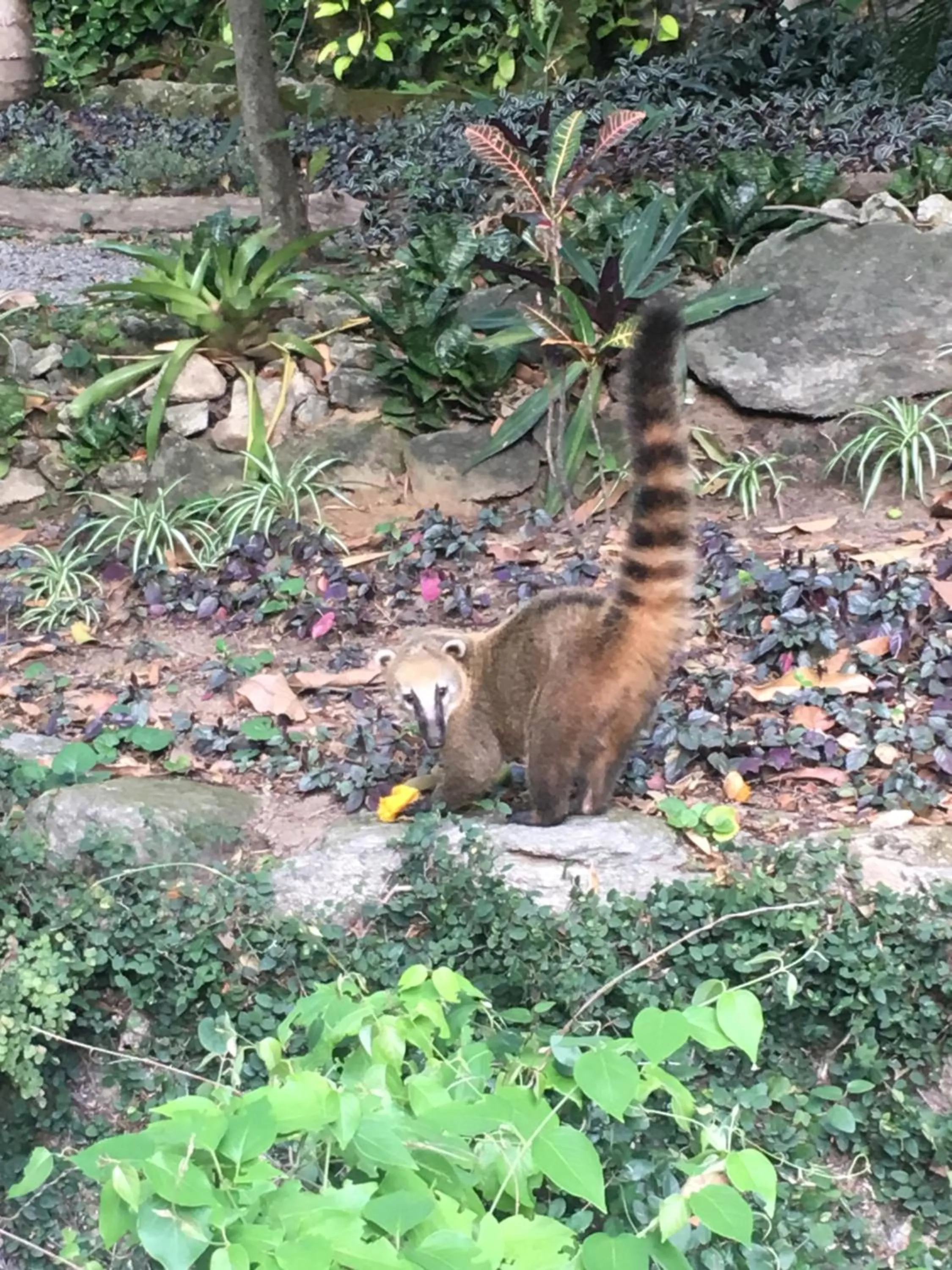 Animals in Casa Caminho do Corcovado - Pet friendly