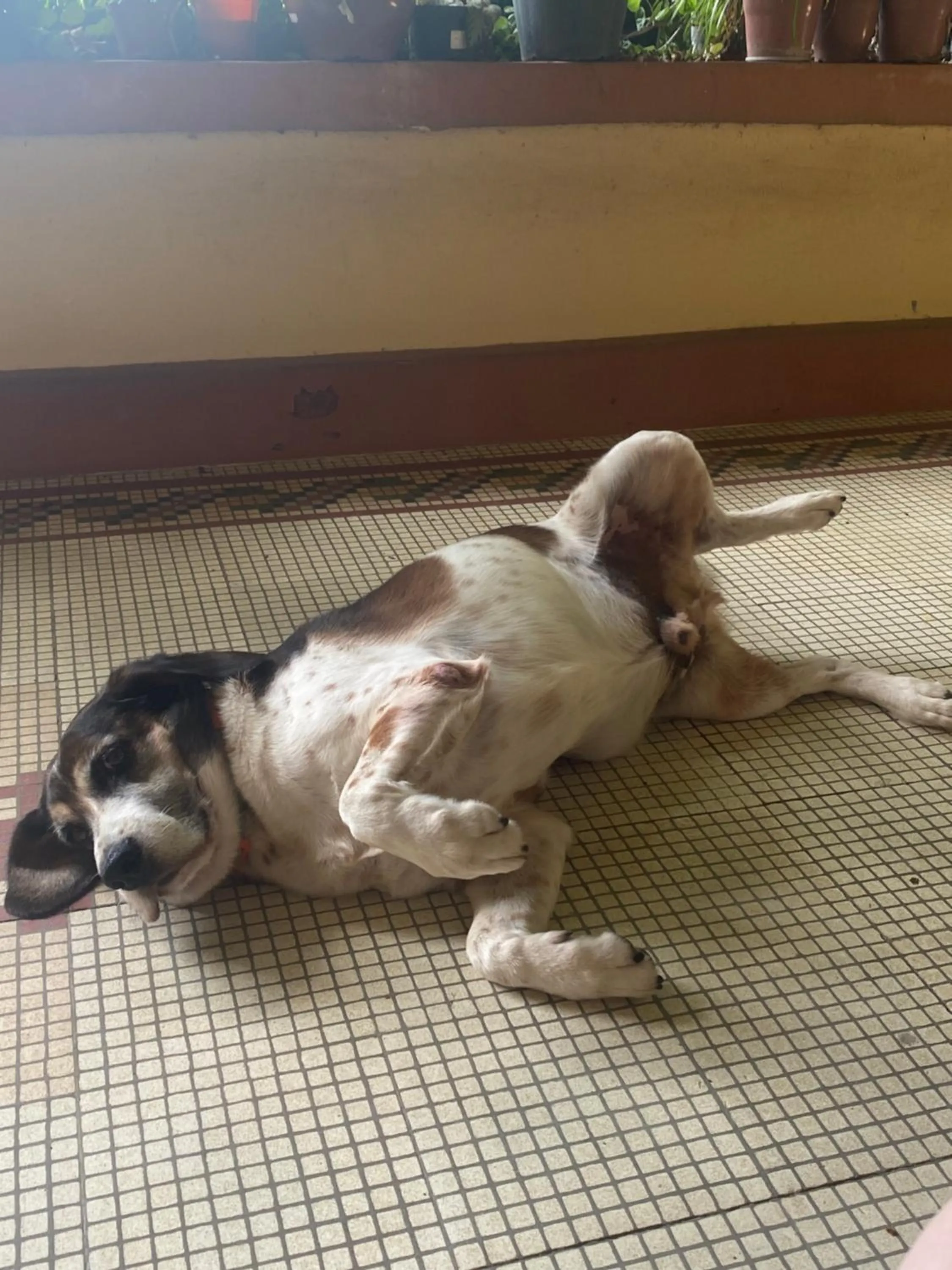 Pets in Casa Caminho do Corcovado - Pet friendly