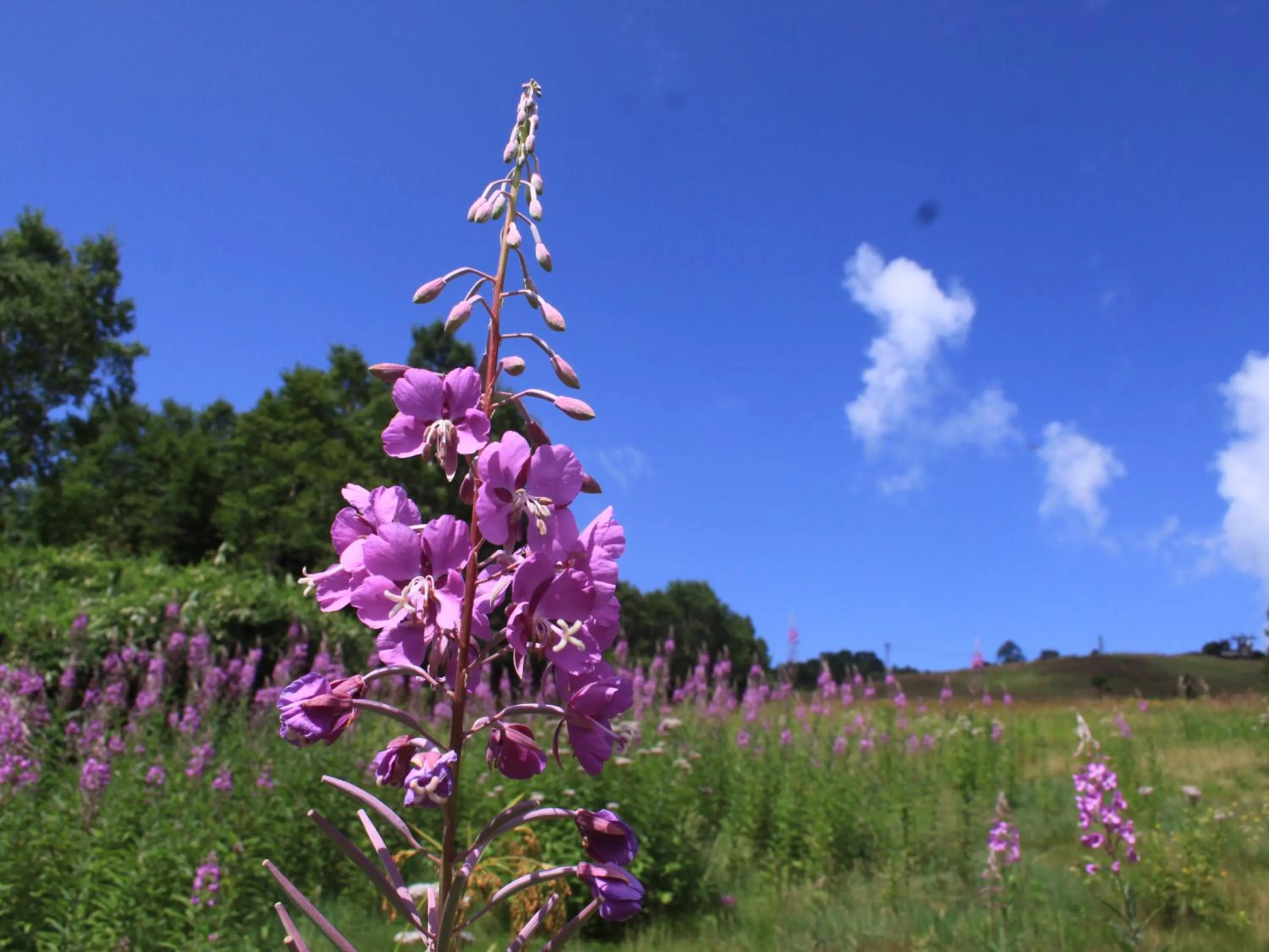 Nearby landmark in Ishinoyu Lodge