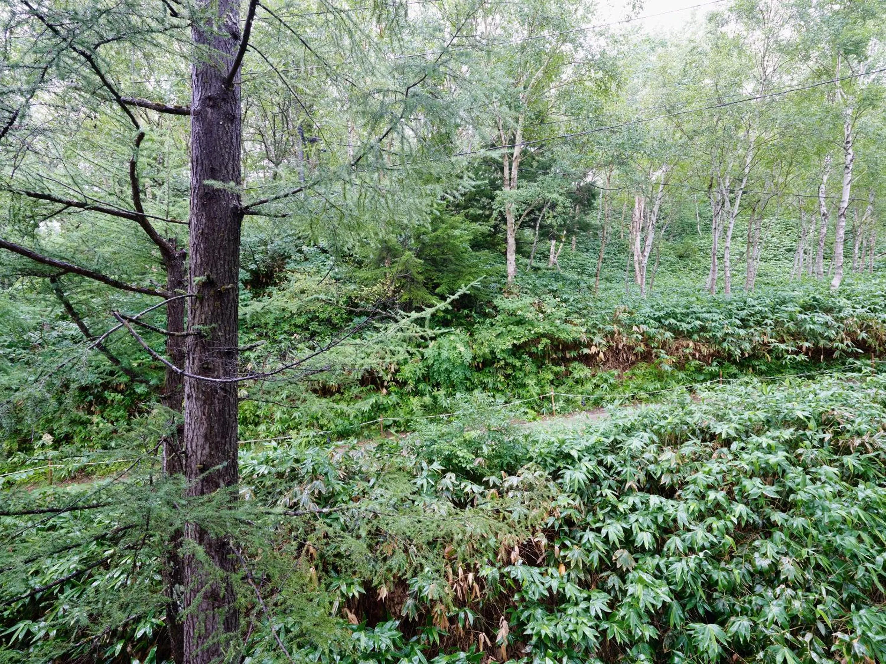 Natural landscape in Ishinoyu Lodge
