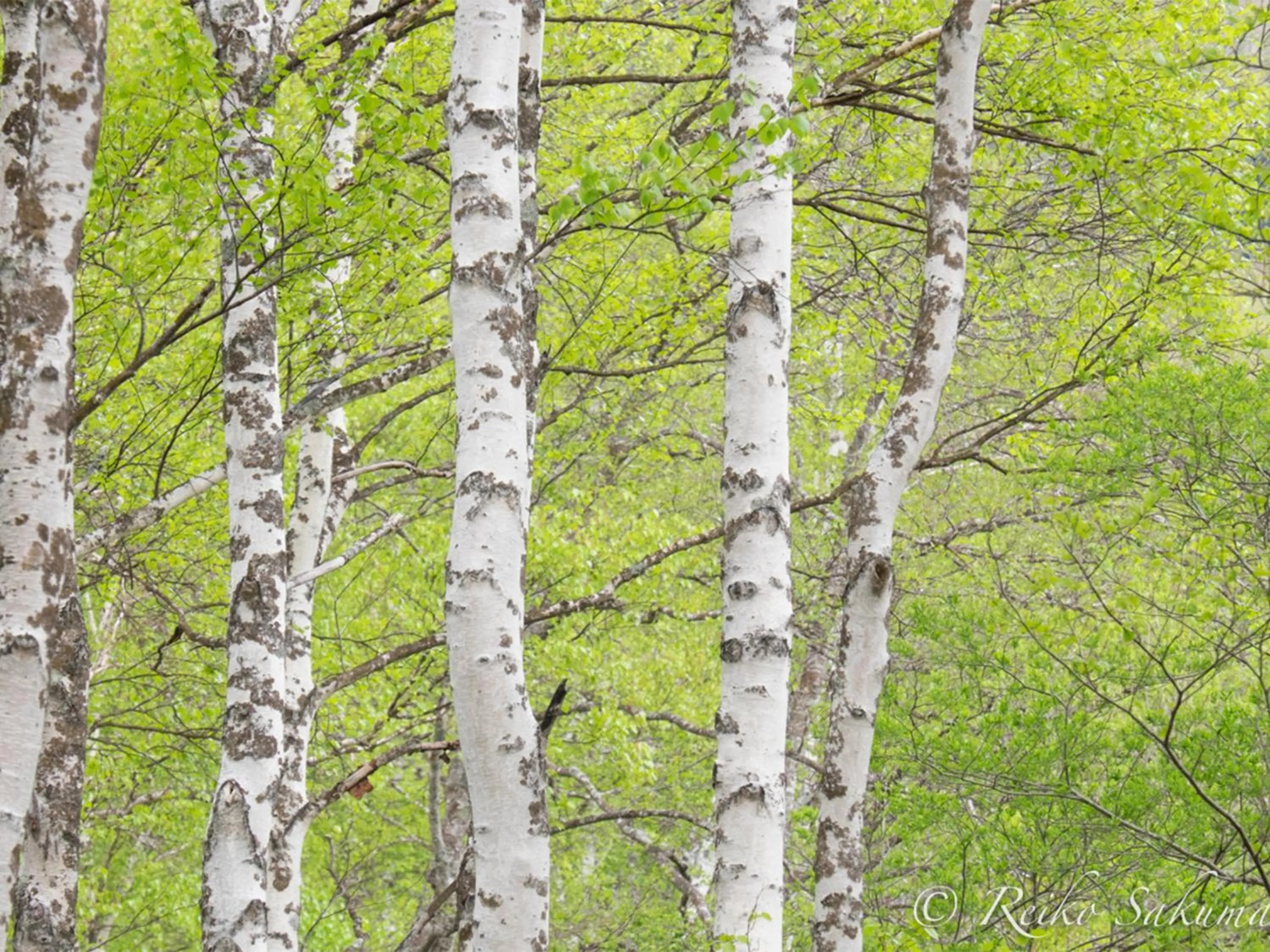 Off site in Ishinoyu Lodge