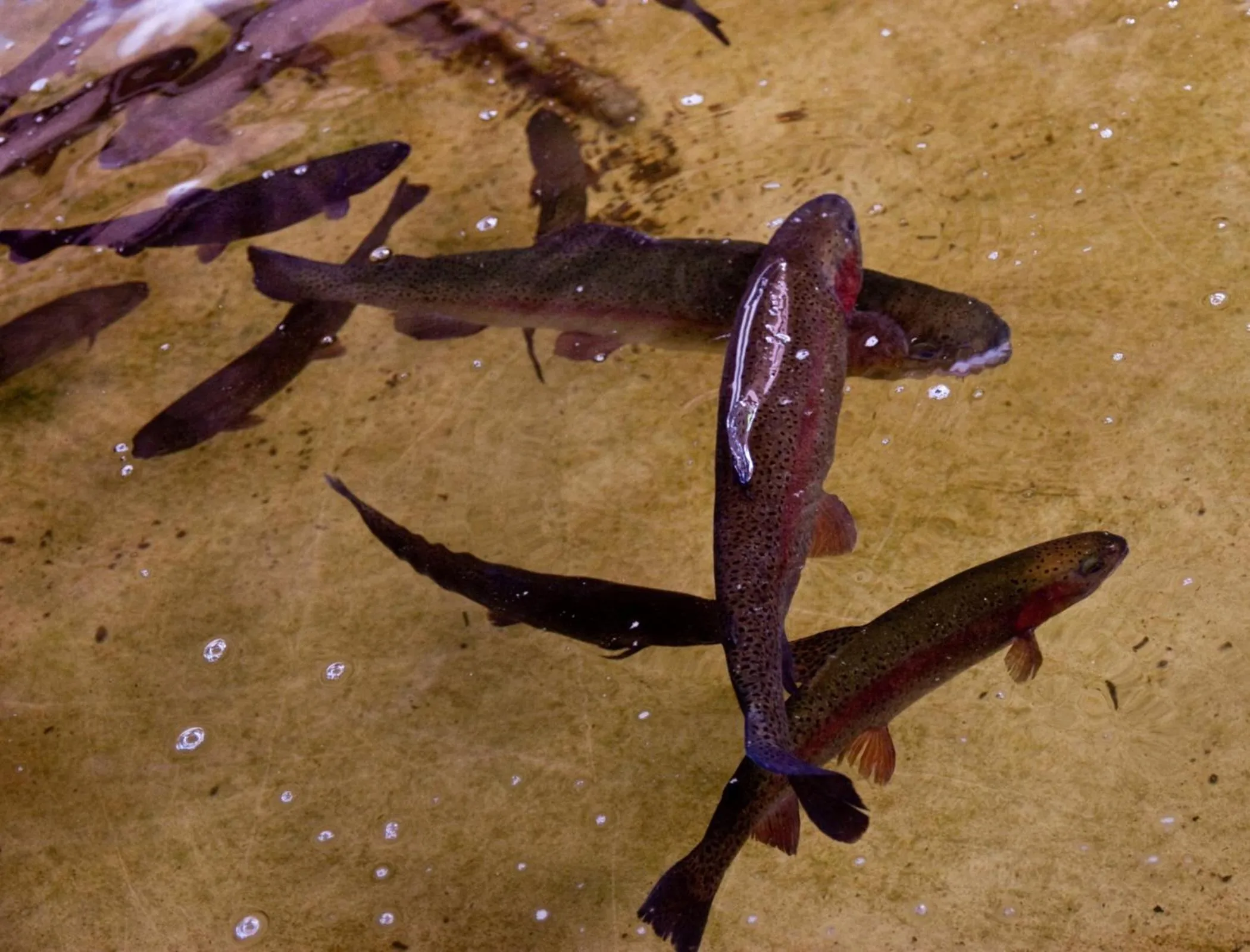 Animals in Splendid Hôtel