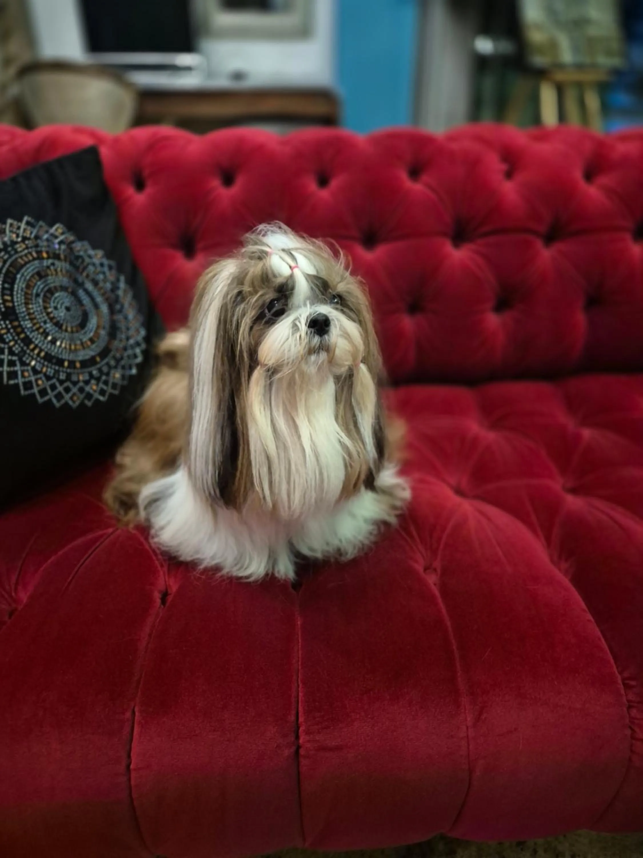 Pets in Hotel Lenart