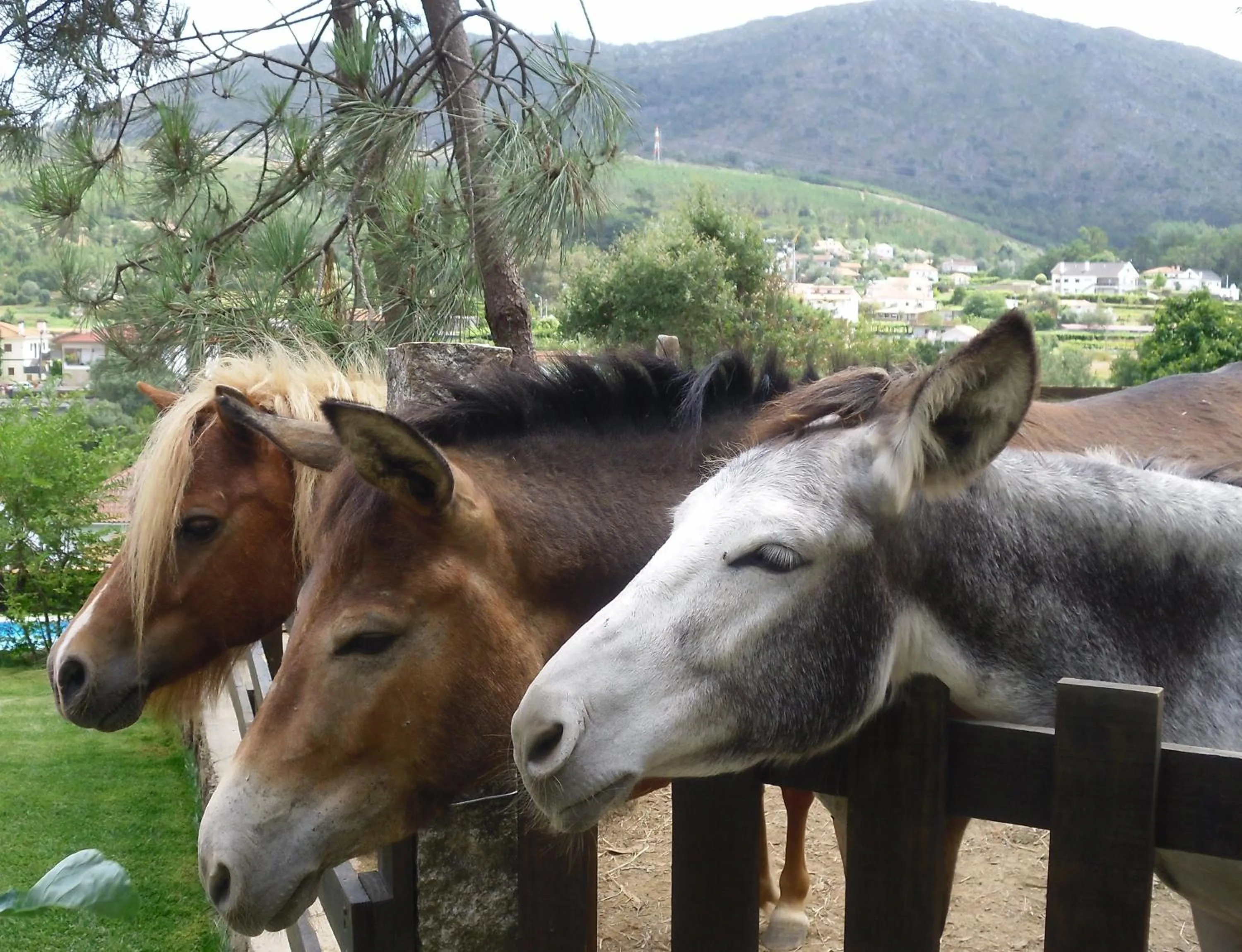 Pets in Quintinha D`Arga