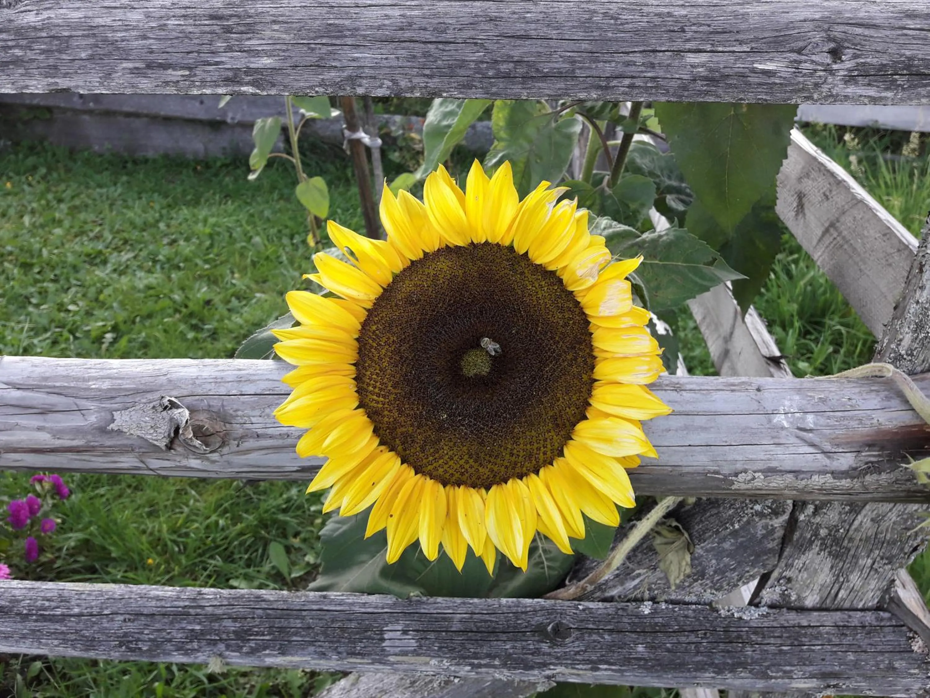 Natural landscape in Mittergruberhof