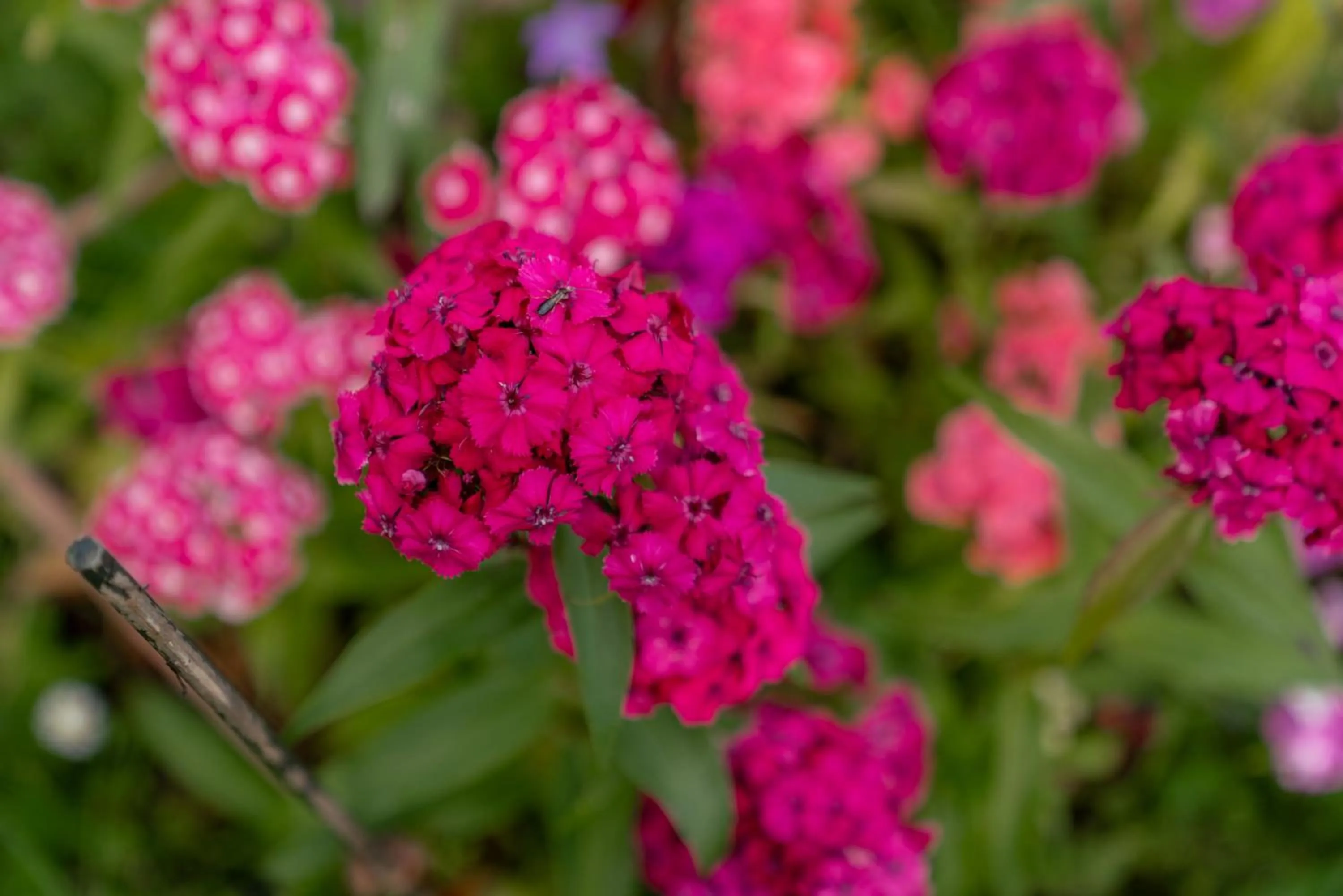 Natural landscape in Mittergruberhof