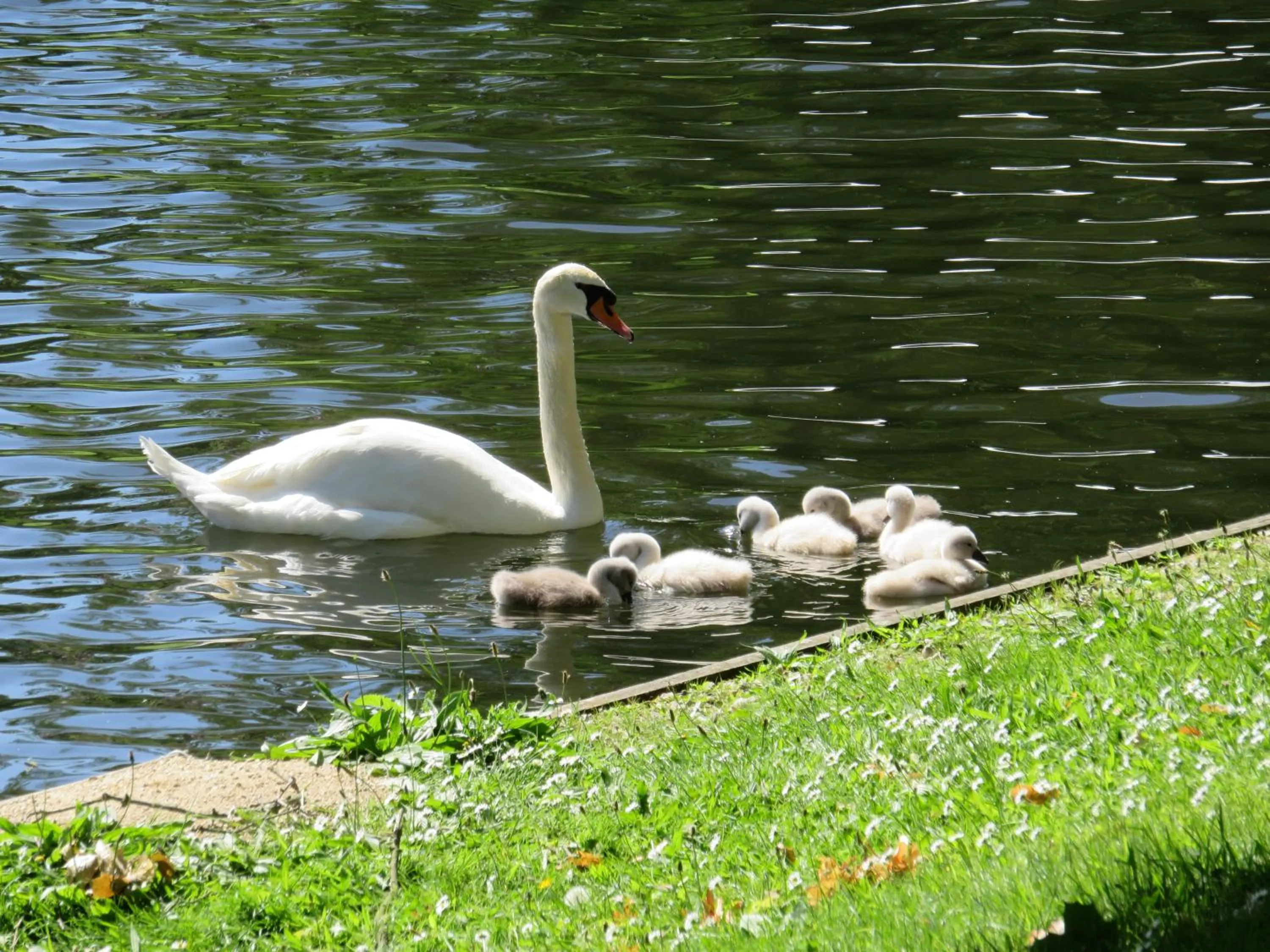 Animals in B&B De Goede 13