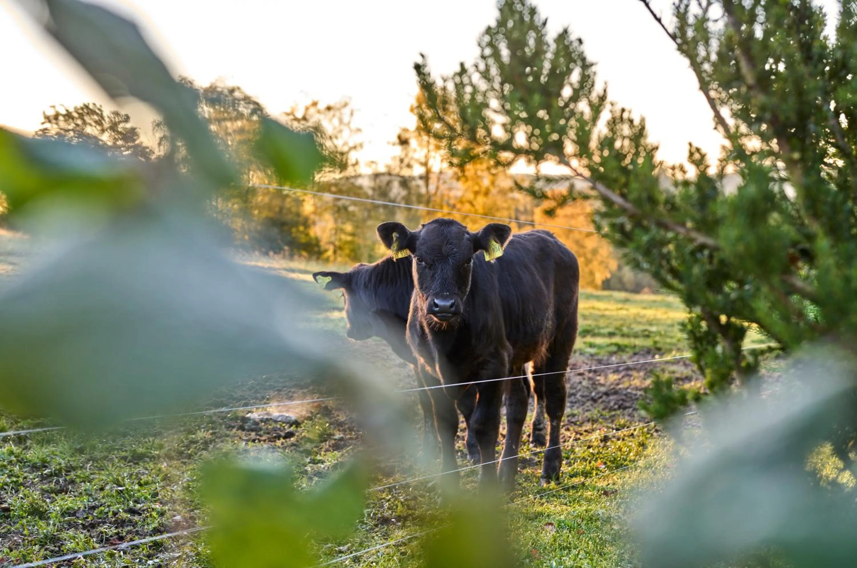 Animals in Panoramahotel Grobauer