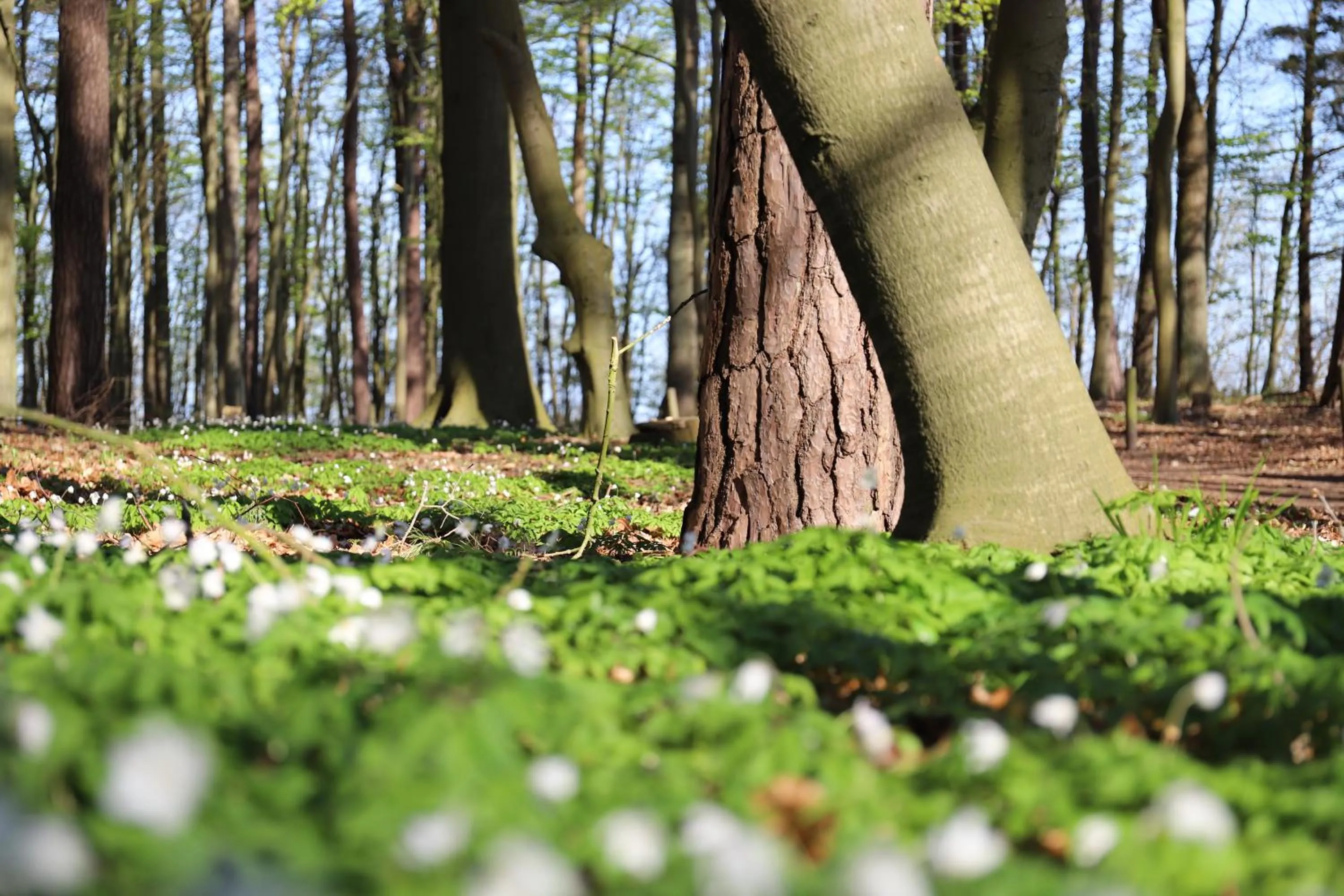 Hiking in Hotel Wilhelmshöhe