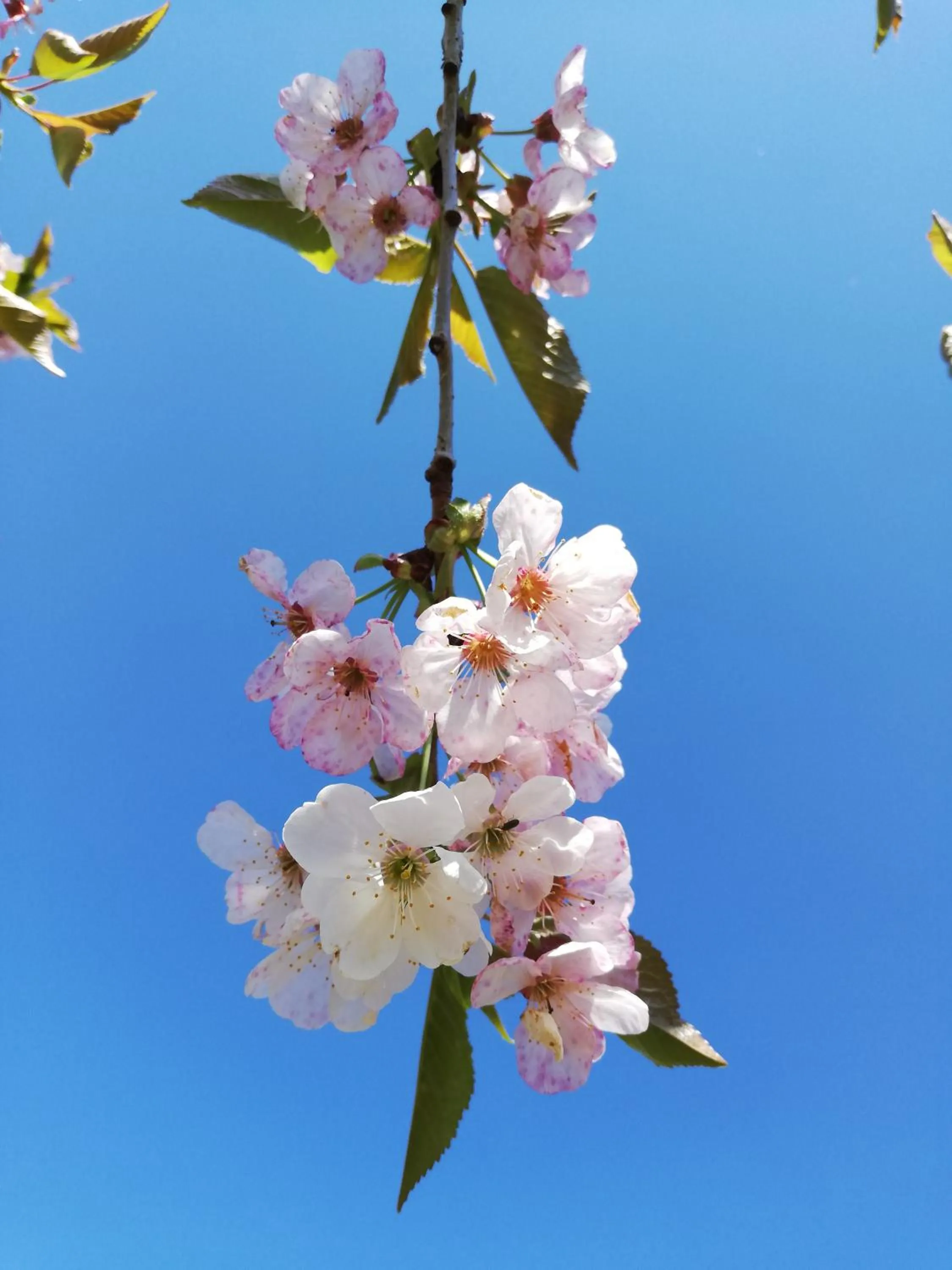 Garden in Le Puits de Garival