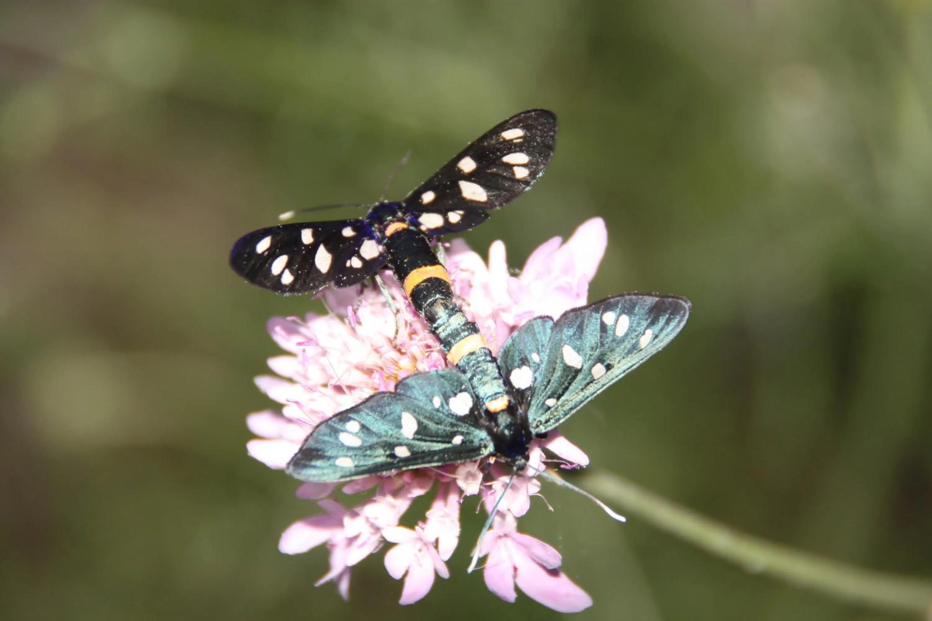 Natural landscape in Montagne Rocciose