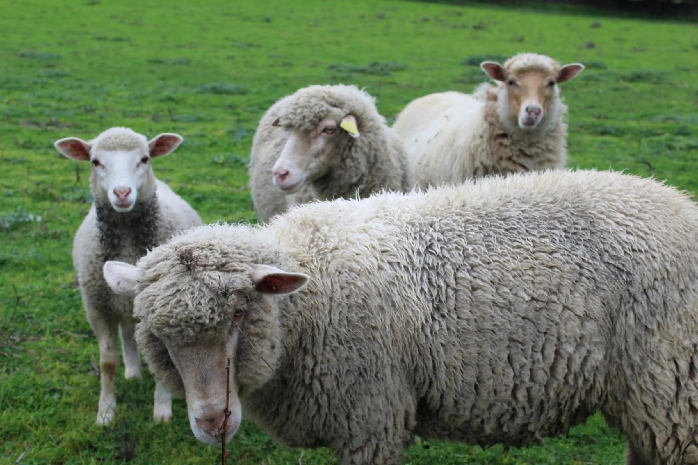 Animals in Hotel & Restaurant Les Bergeries d'Alata