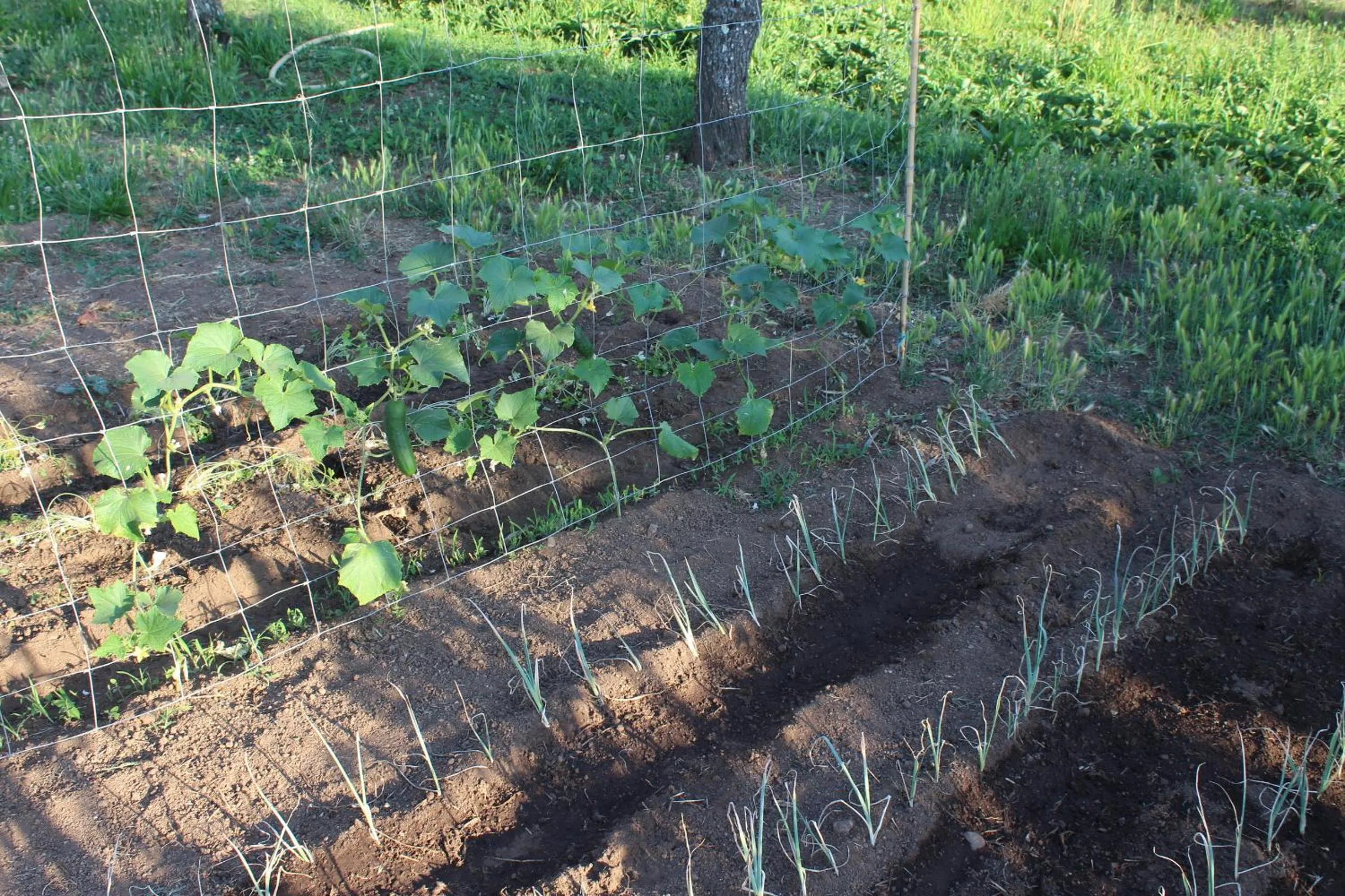 Garden in Hotel & Restaurant Les Bergeries d'Alata