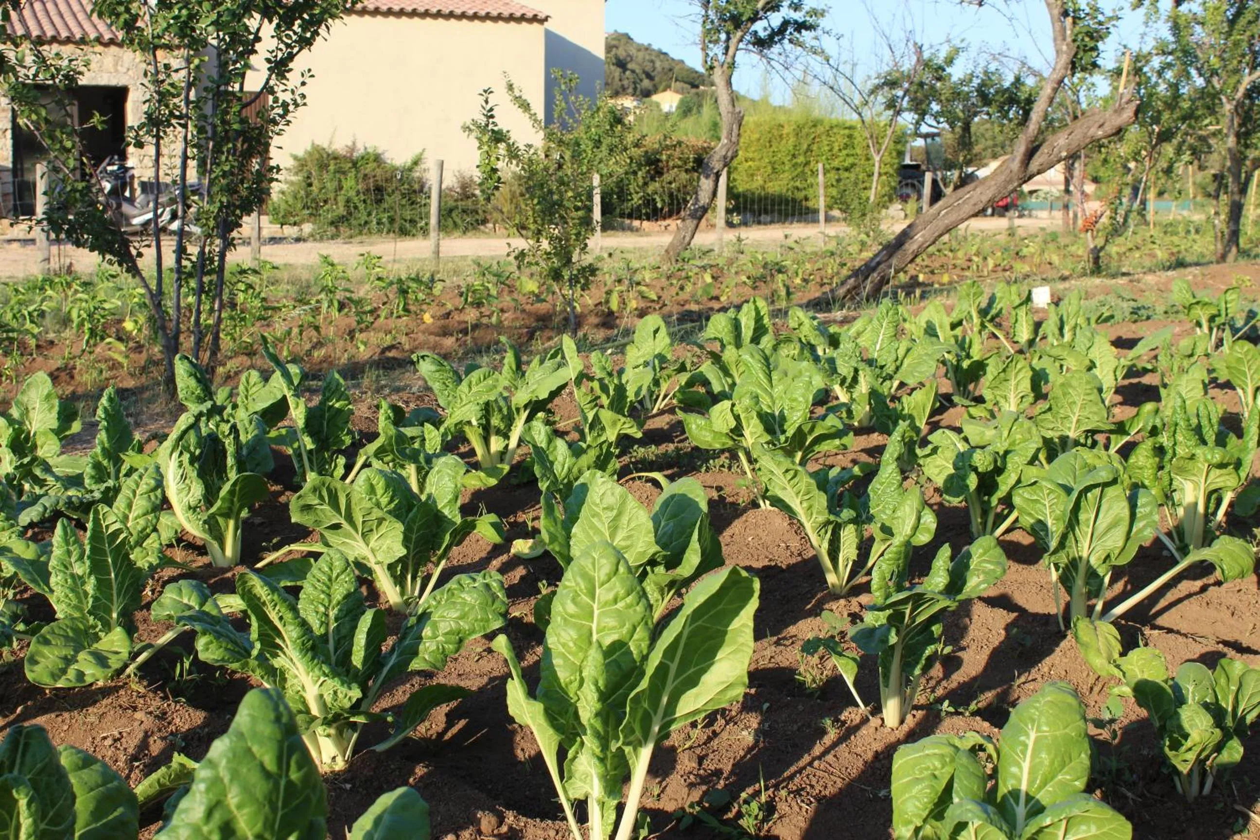 Garden view in Hotel & Restaurant Les Bergeries d'Alata