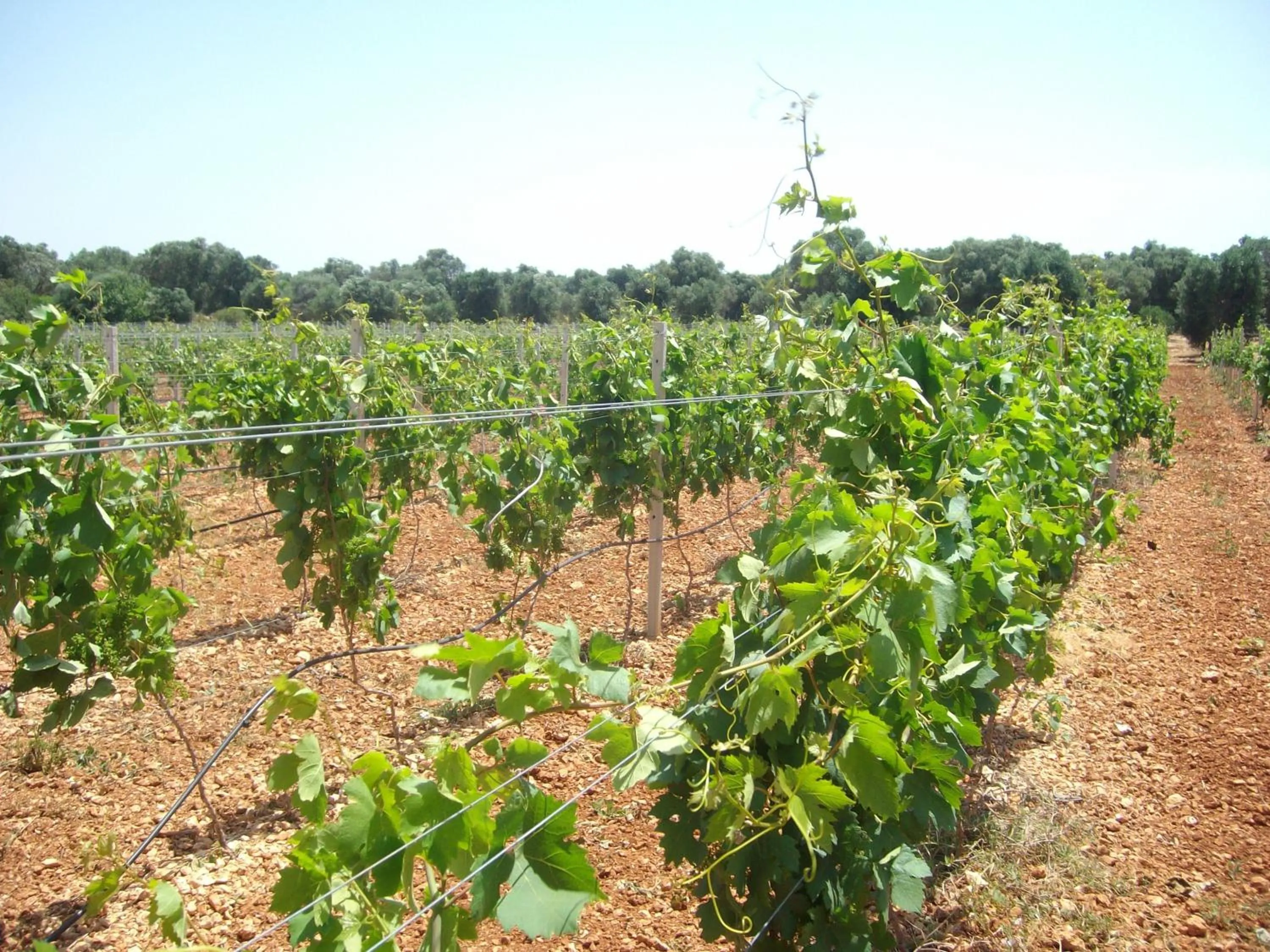 Other in Masseria Nuova