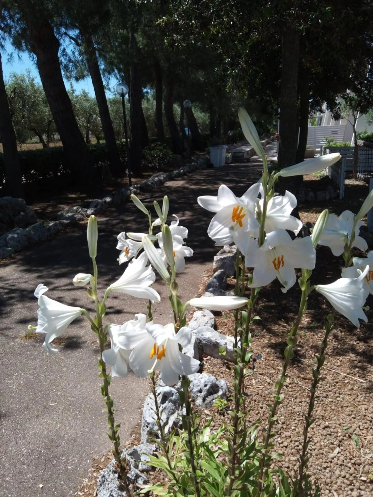 Garden view in Raggio Di Sole